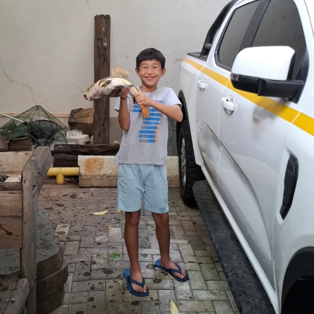 The most recent Redtail catfish catches on Fishbrain