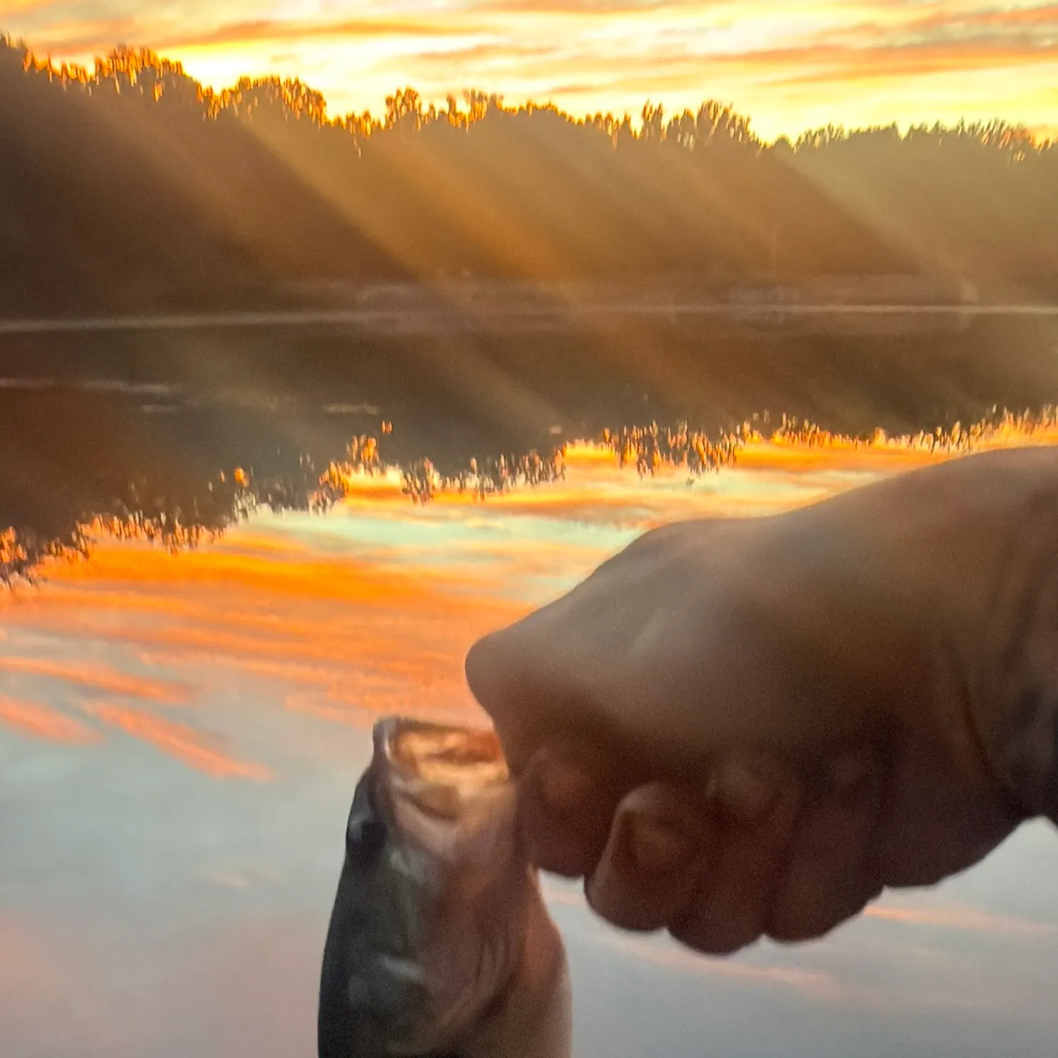 Spotted bass caught on Fishbrain