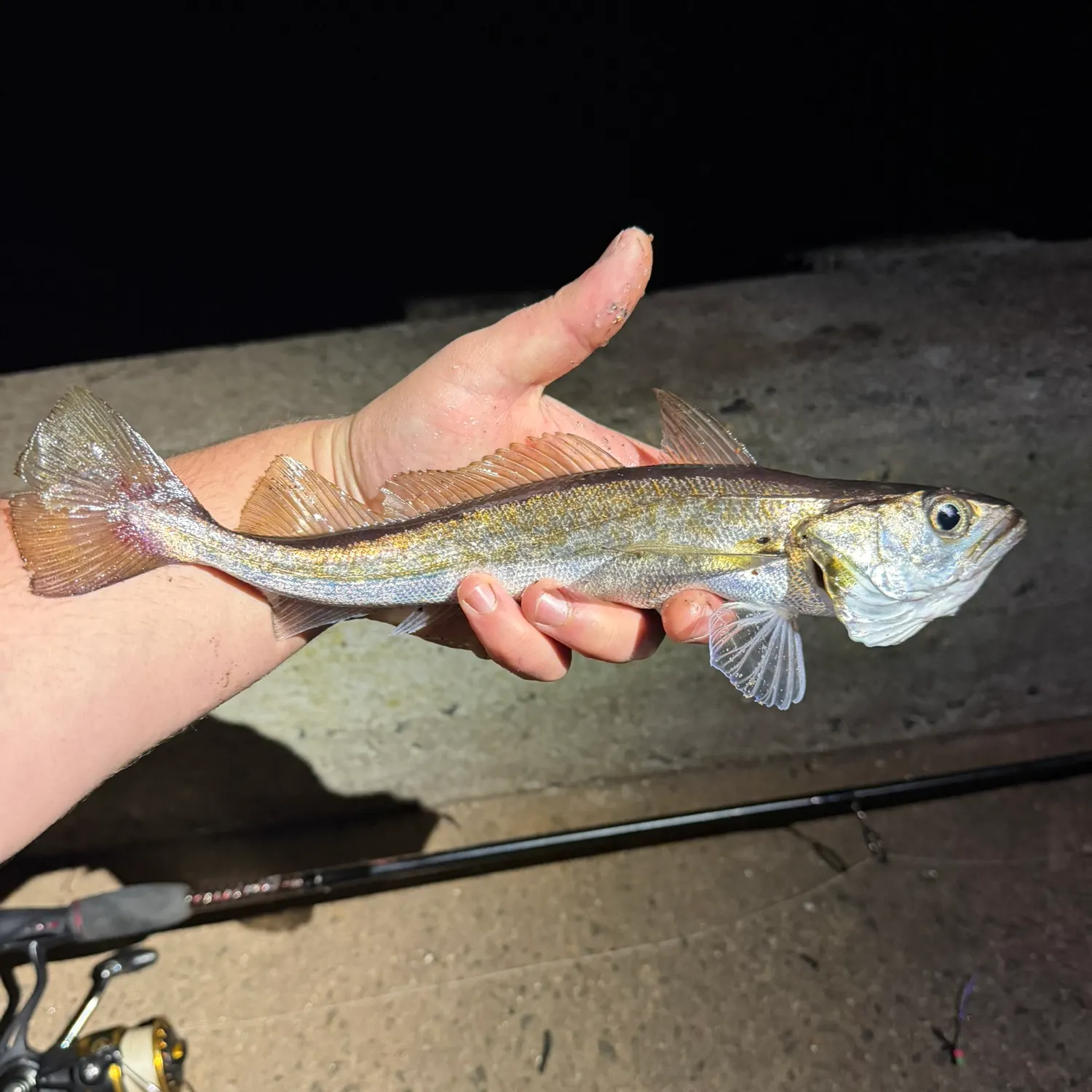Whiting caught on Fishbrain
