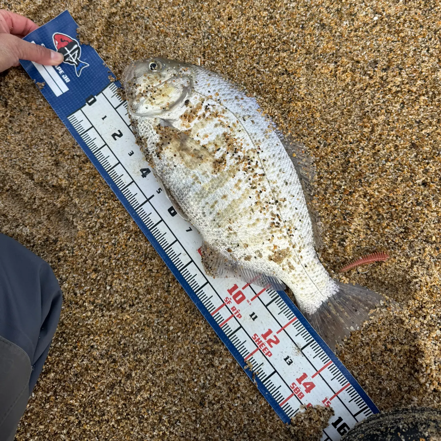 The most recent Barred surfperch catches on Fishbrain