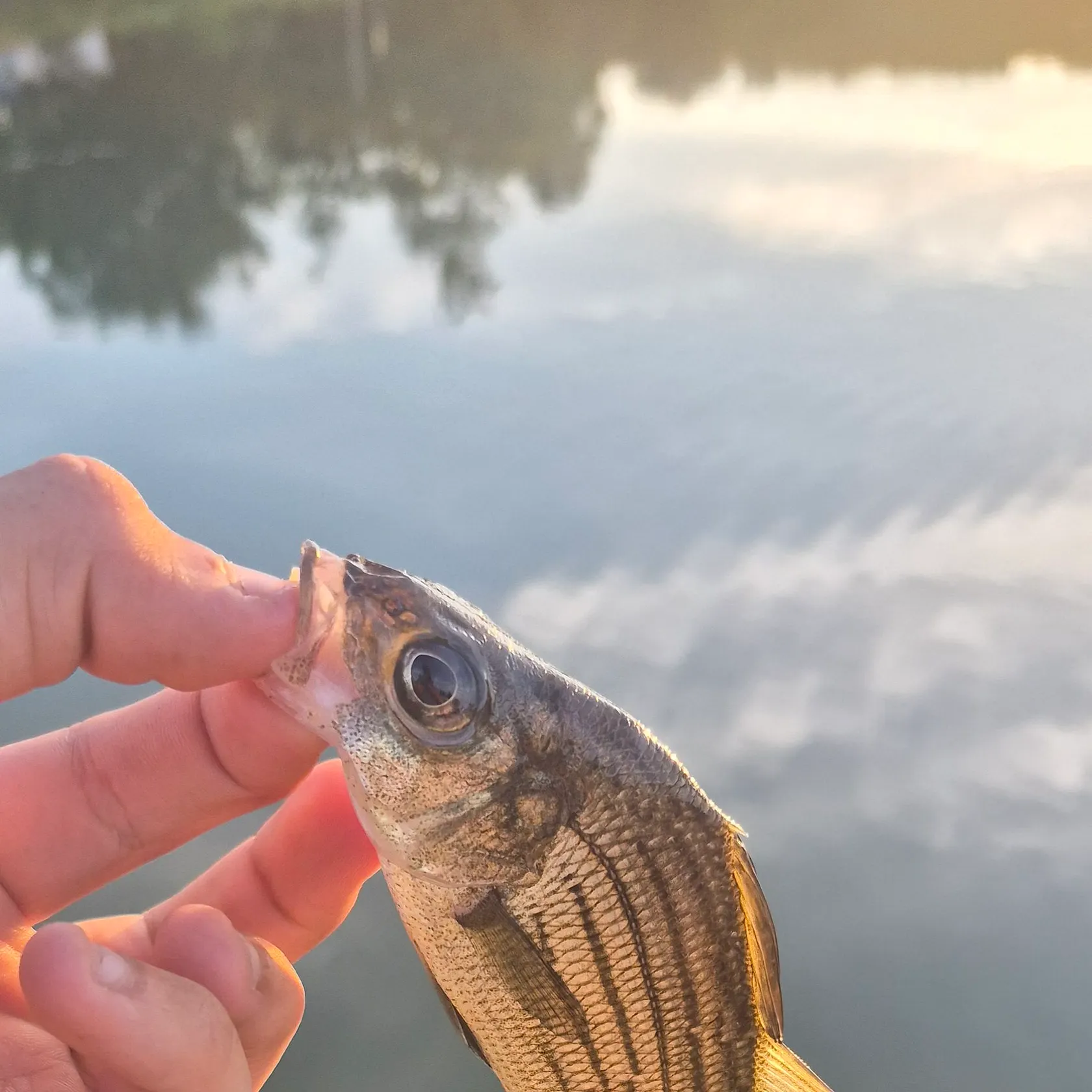Striped bass caught on Fishbrain