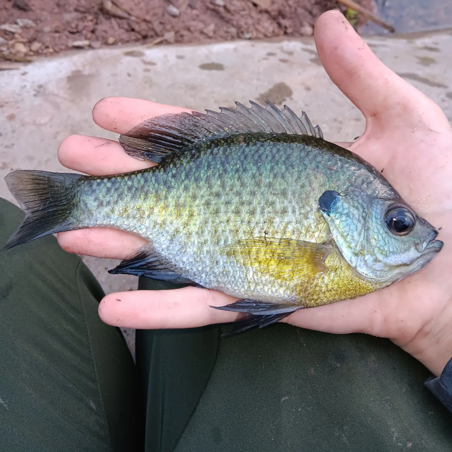 Bluegill caught on Fishbrain