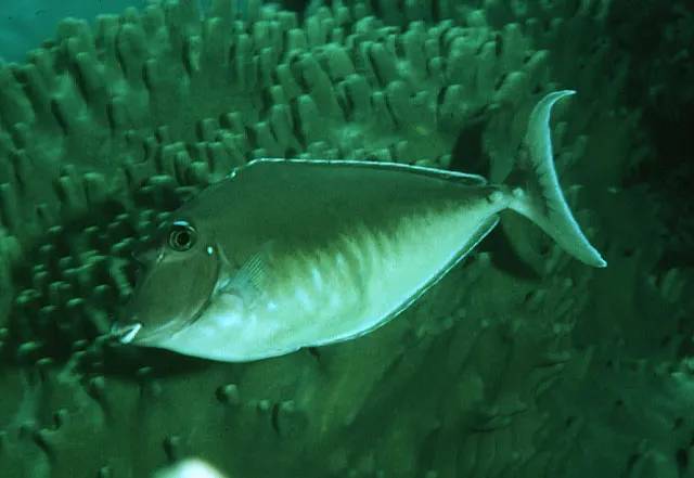Humpback unicornfish