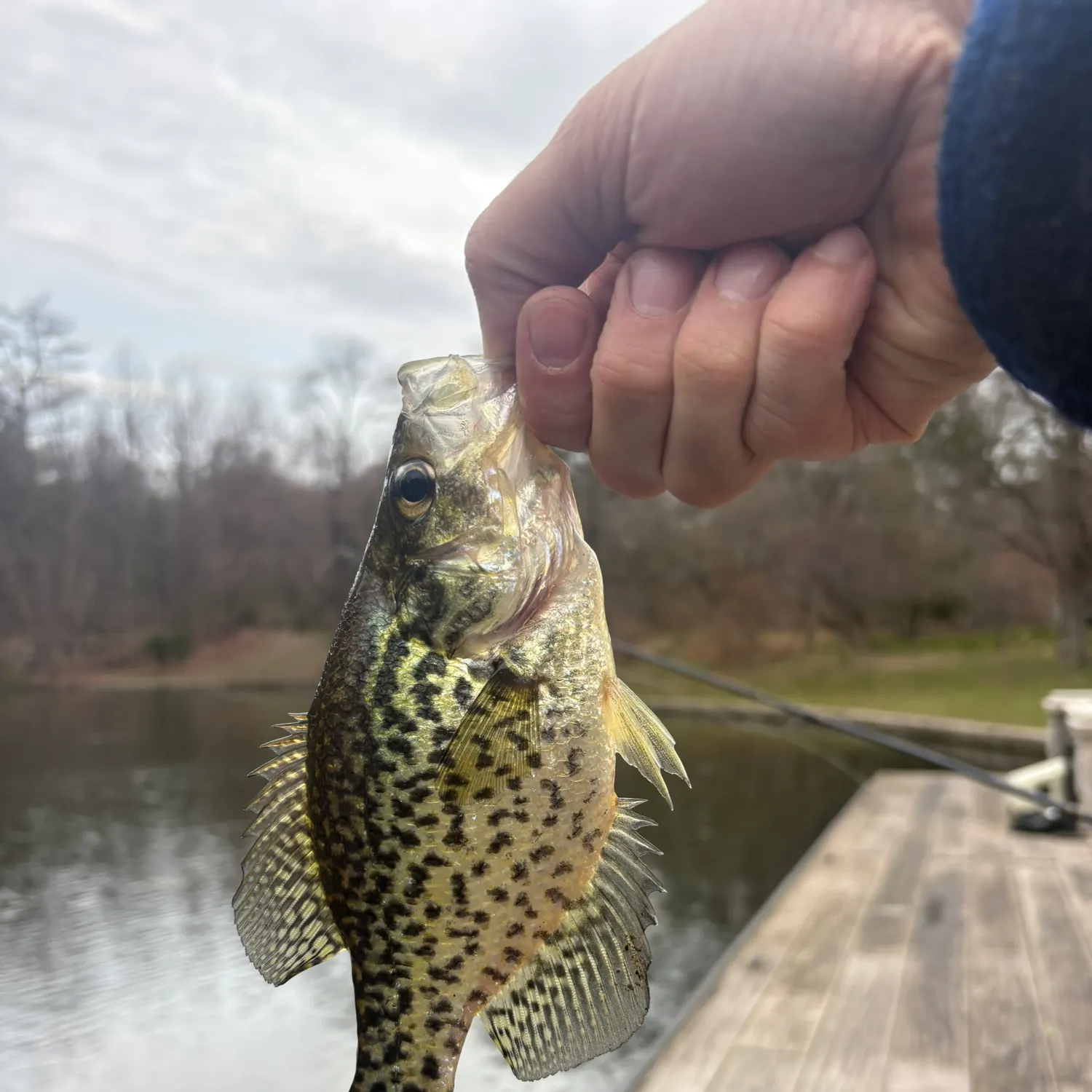 The most recent Black crappie catches on Fishbrain