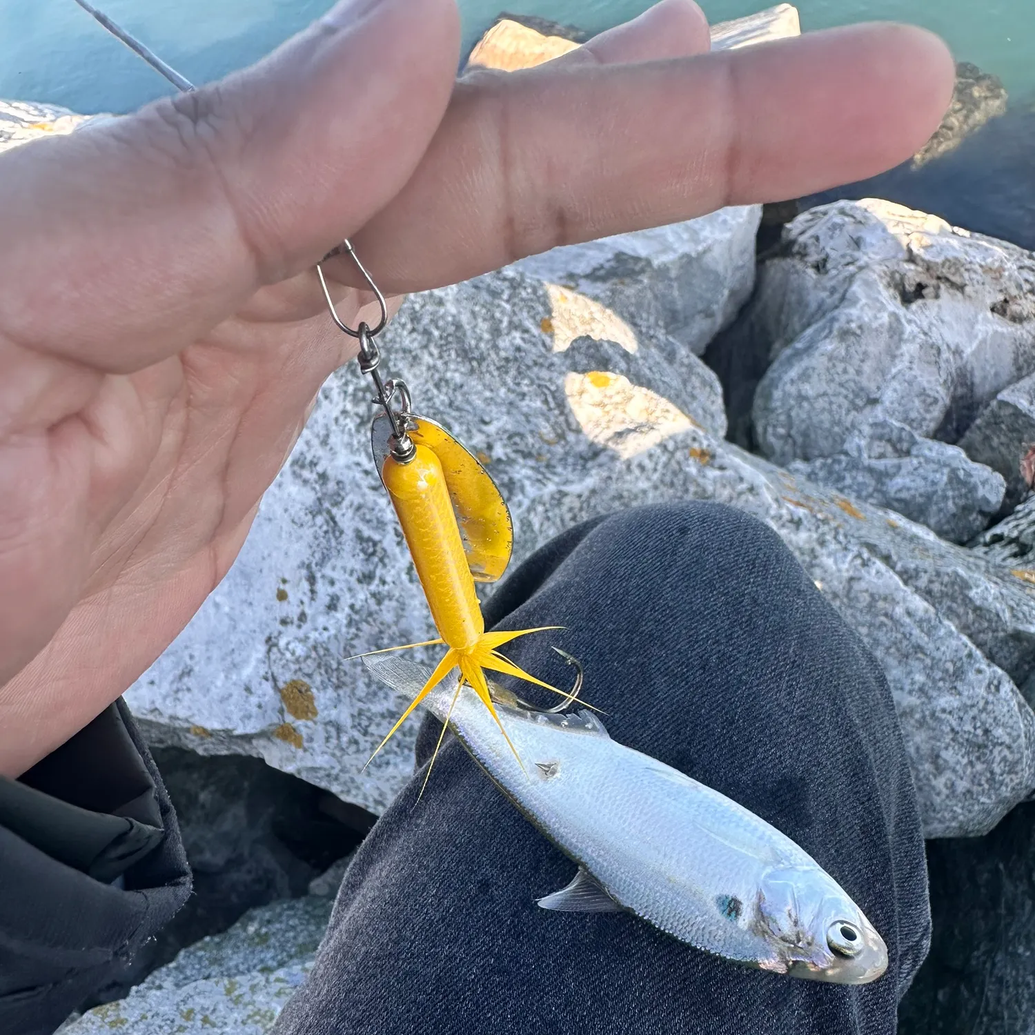 The most recent Alewife catches on Fishbrain