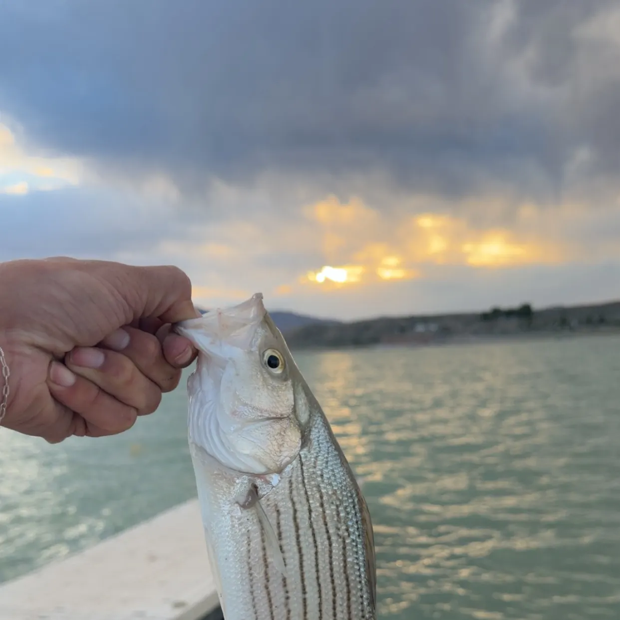 The most recent Hybrid striped bass catches on Fishbrain