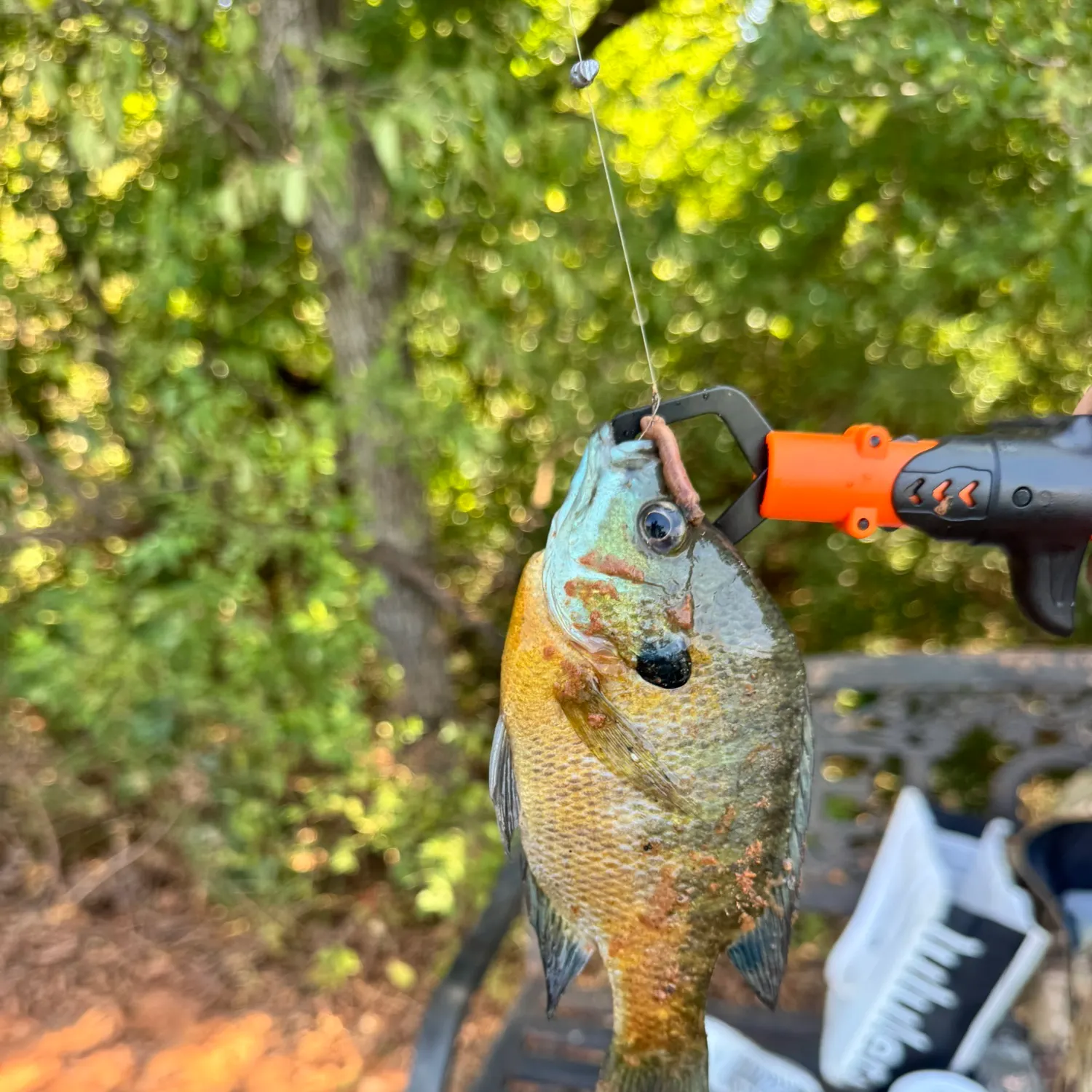 Bluegill caught on Fishbrain