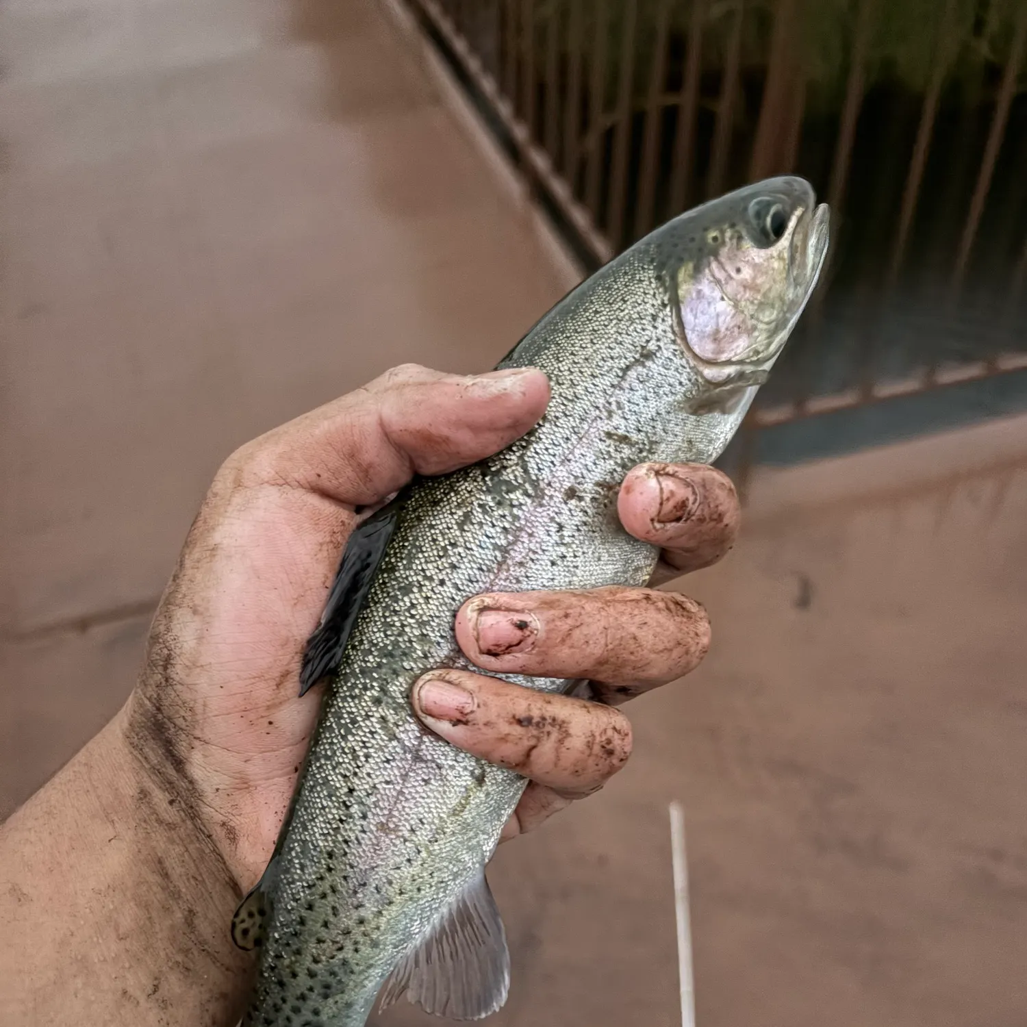 Rainbow trout caught on Fishbrain