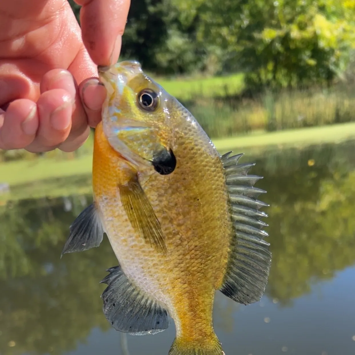 Bluegill caught on Fishbrain