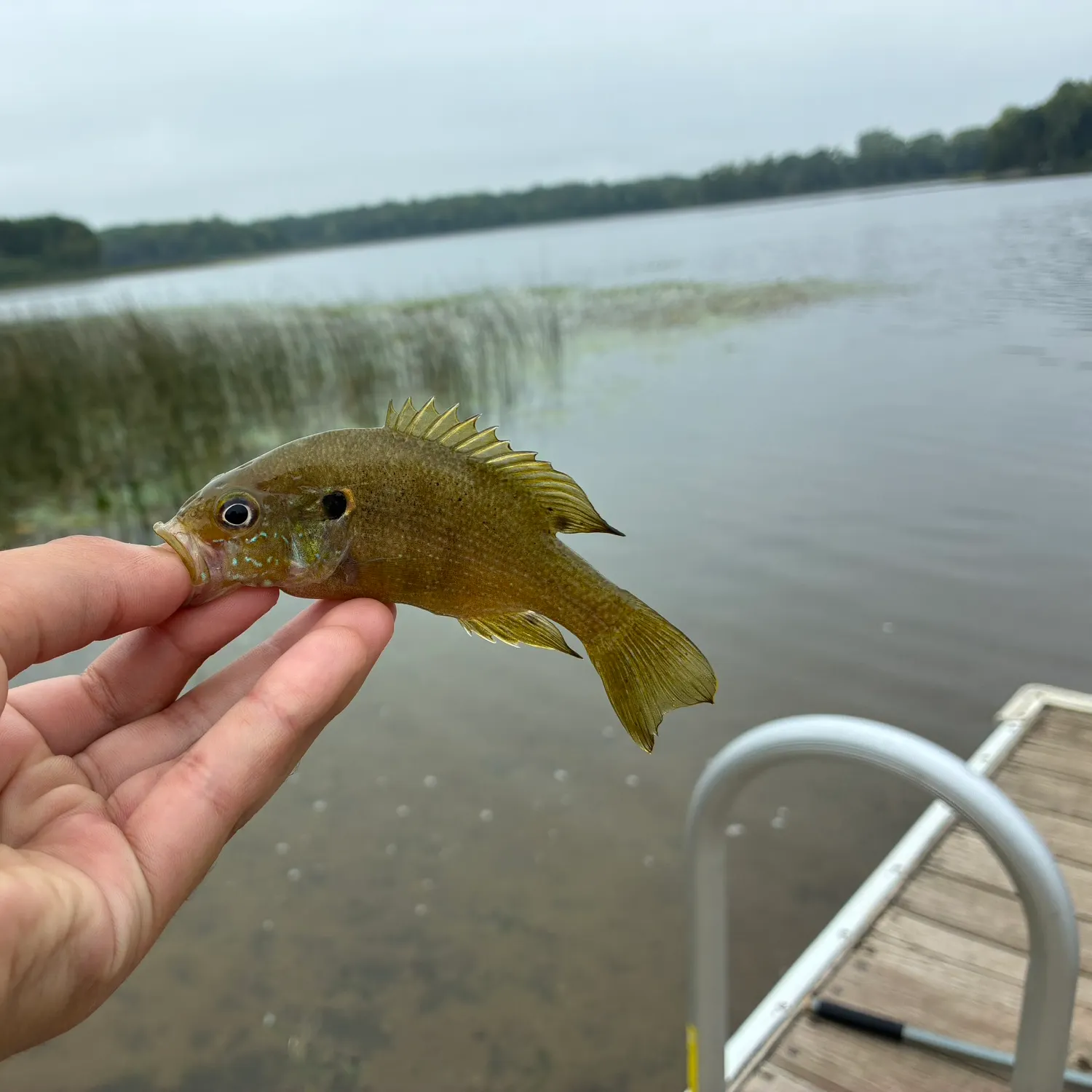 Green sunfish caught on Fishbrain