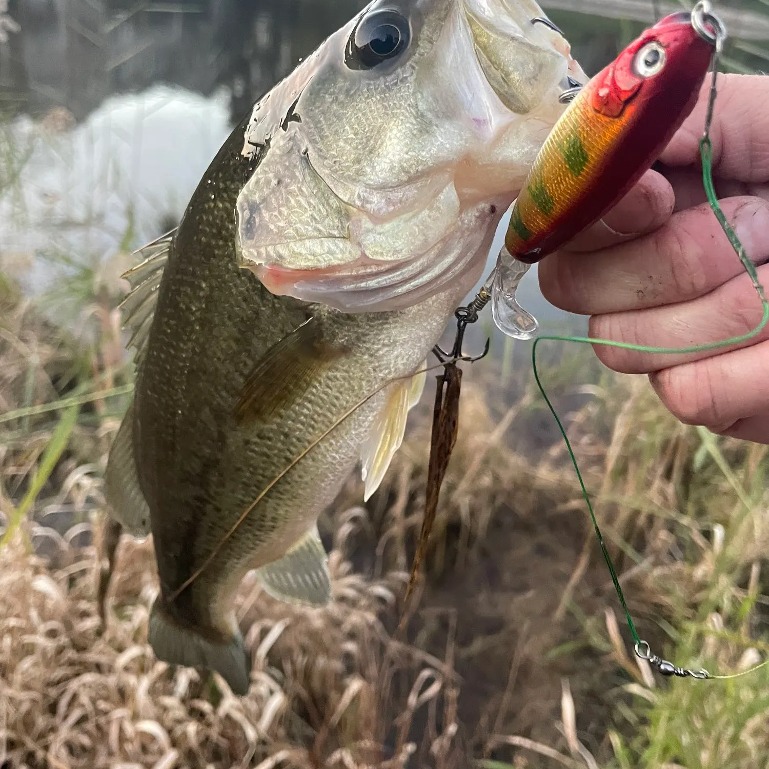 Largemouth bass caught on Fishbrain