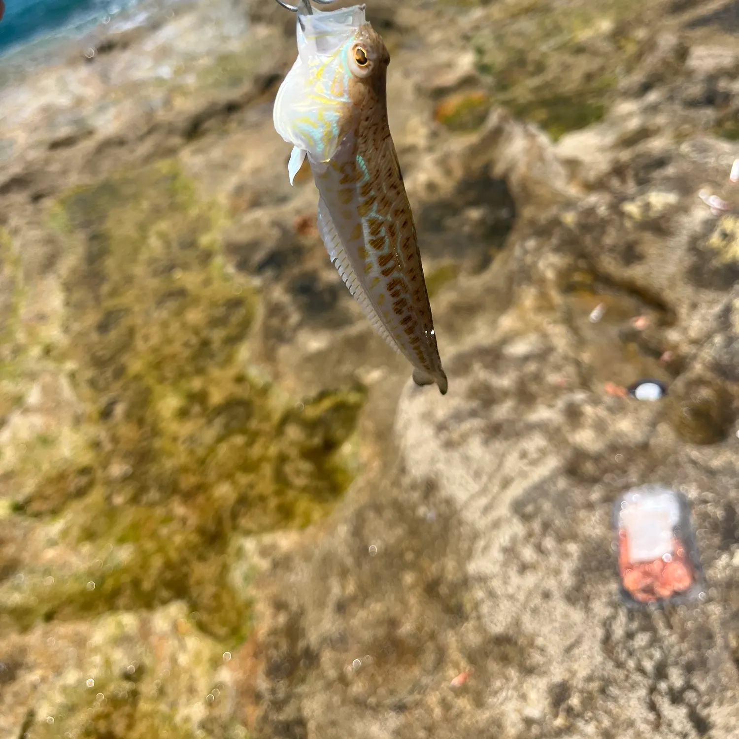 The most recent Greater weever catches on Fishbrain