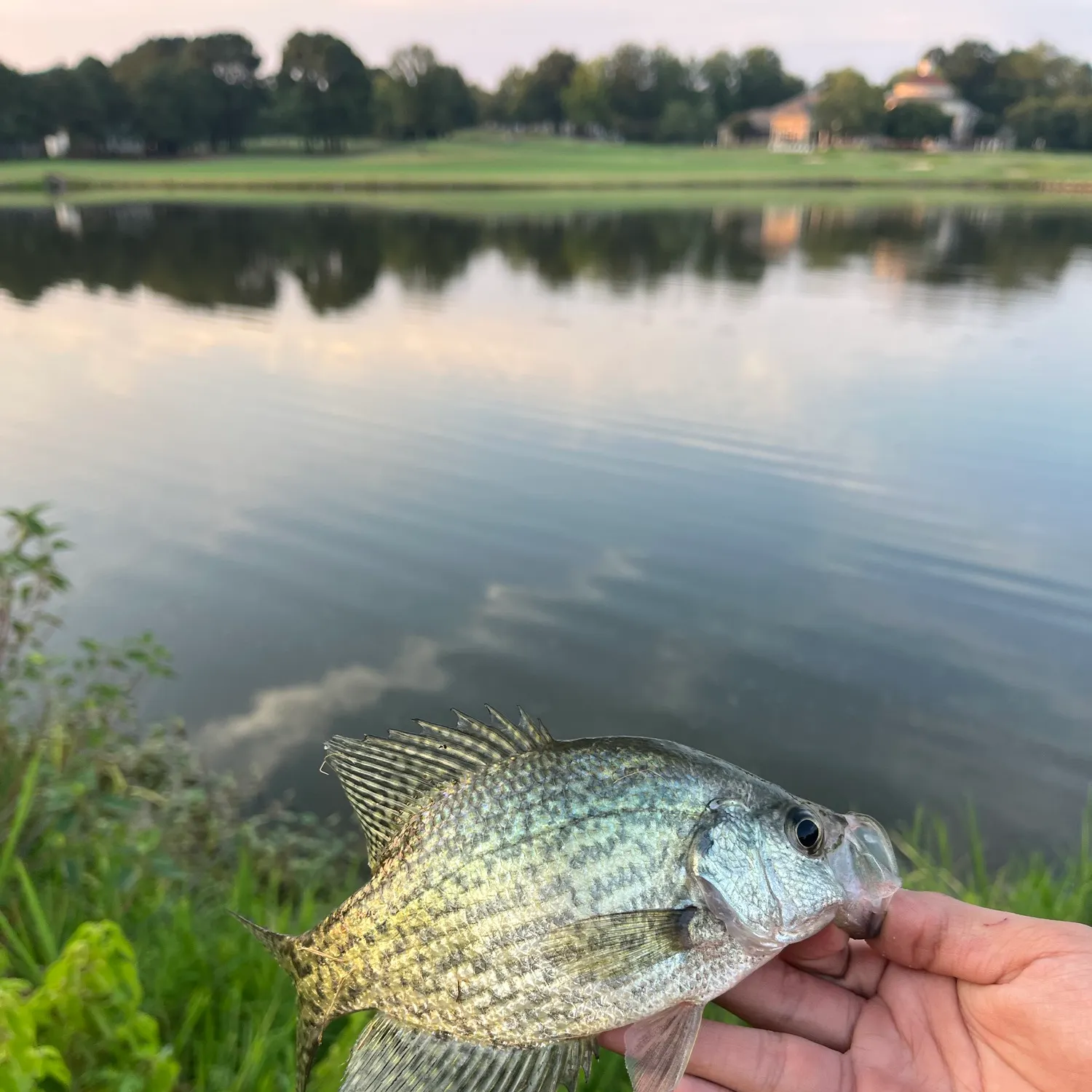 Black crappie caught on Fishbrain