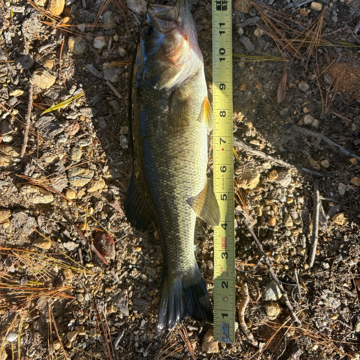 Largemouth bass caught on Fishbrain