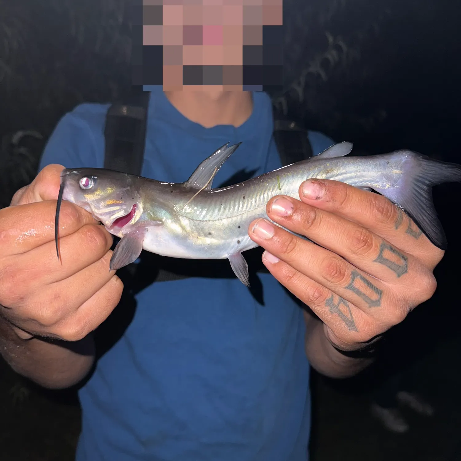 Channel catfish caught on Fishbrain