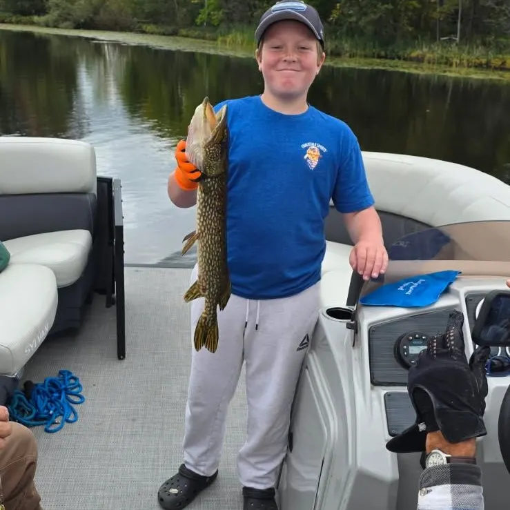 Northern pike caught on Fishbrain