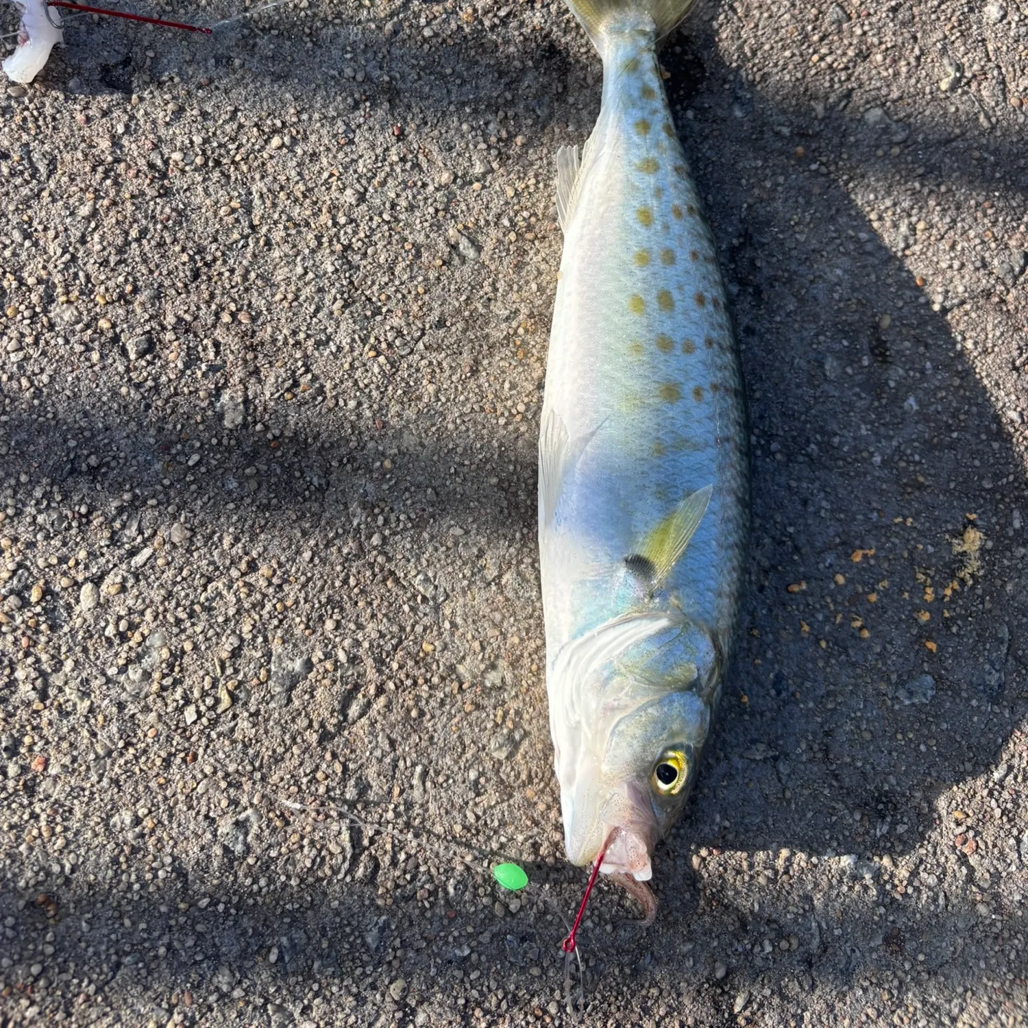 Eastern Australian salmon caught on Fishbrain