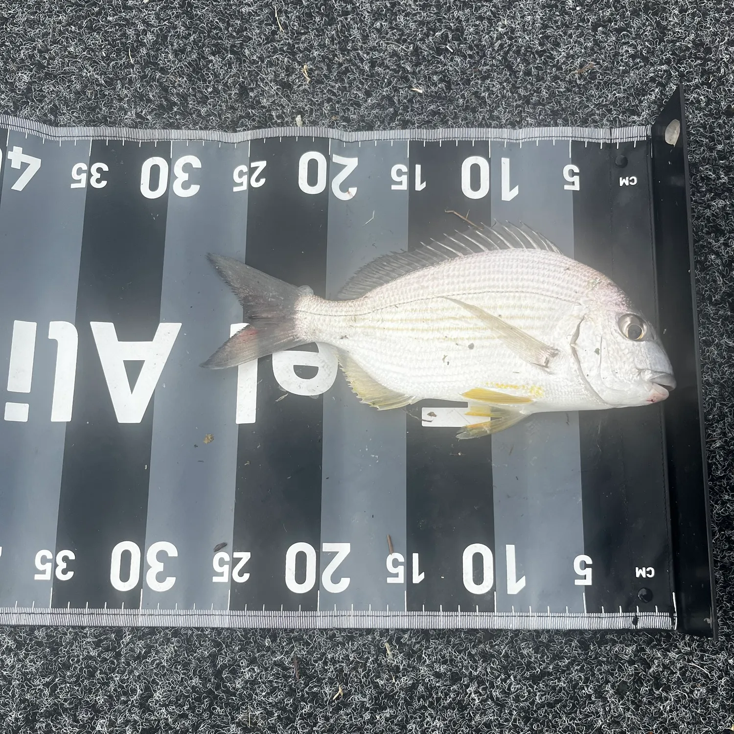 Goldlined seabream caught on Fishbrain