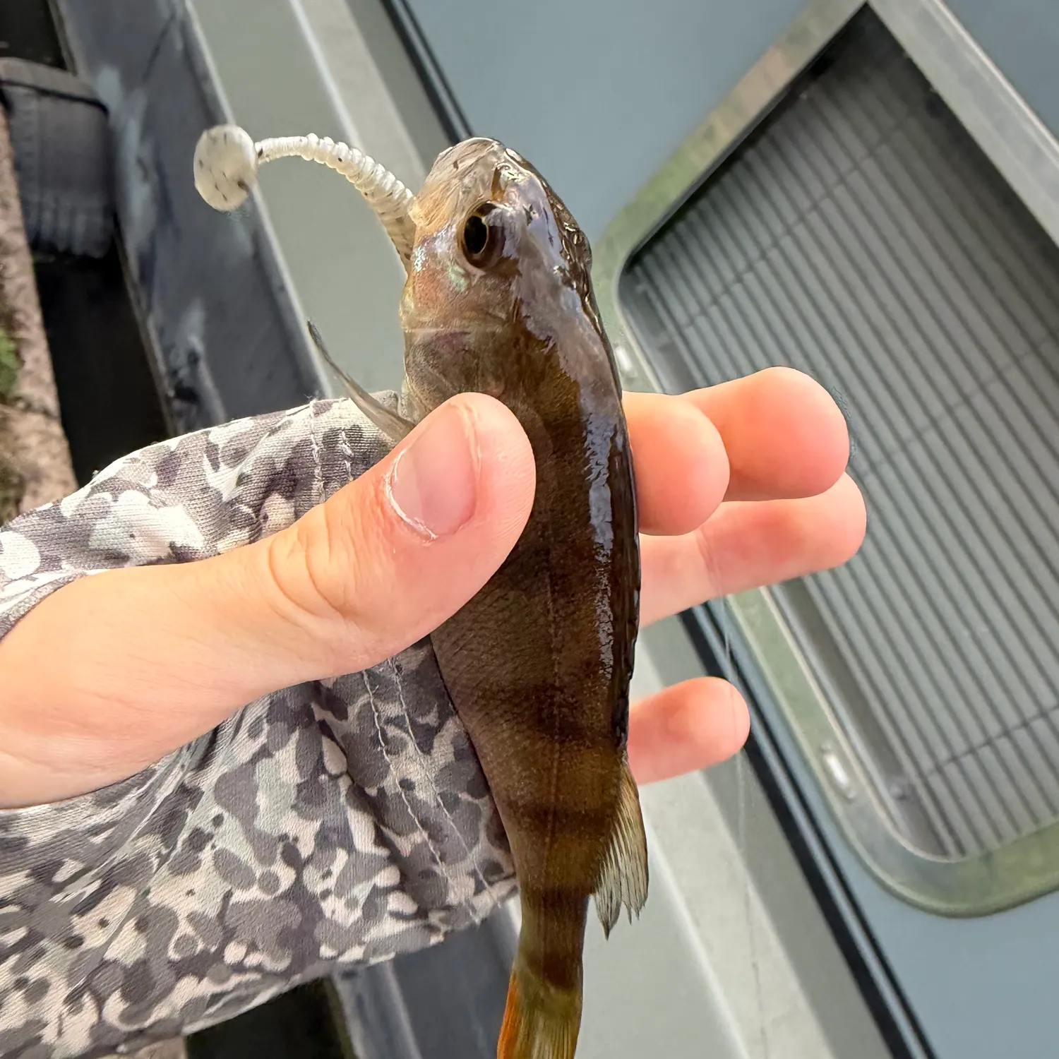 European perch caught on Fishbrain