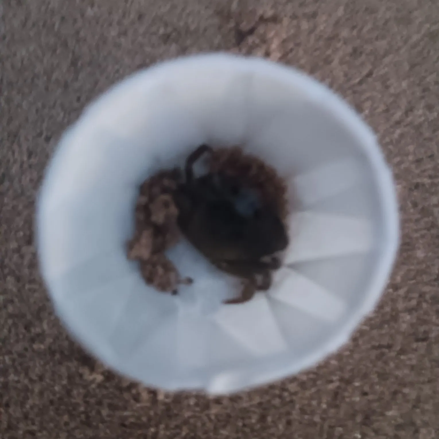 The most recent Green crab catches on Fishbrain