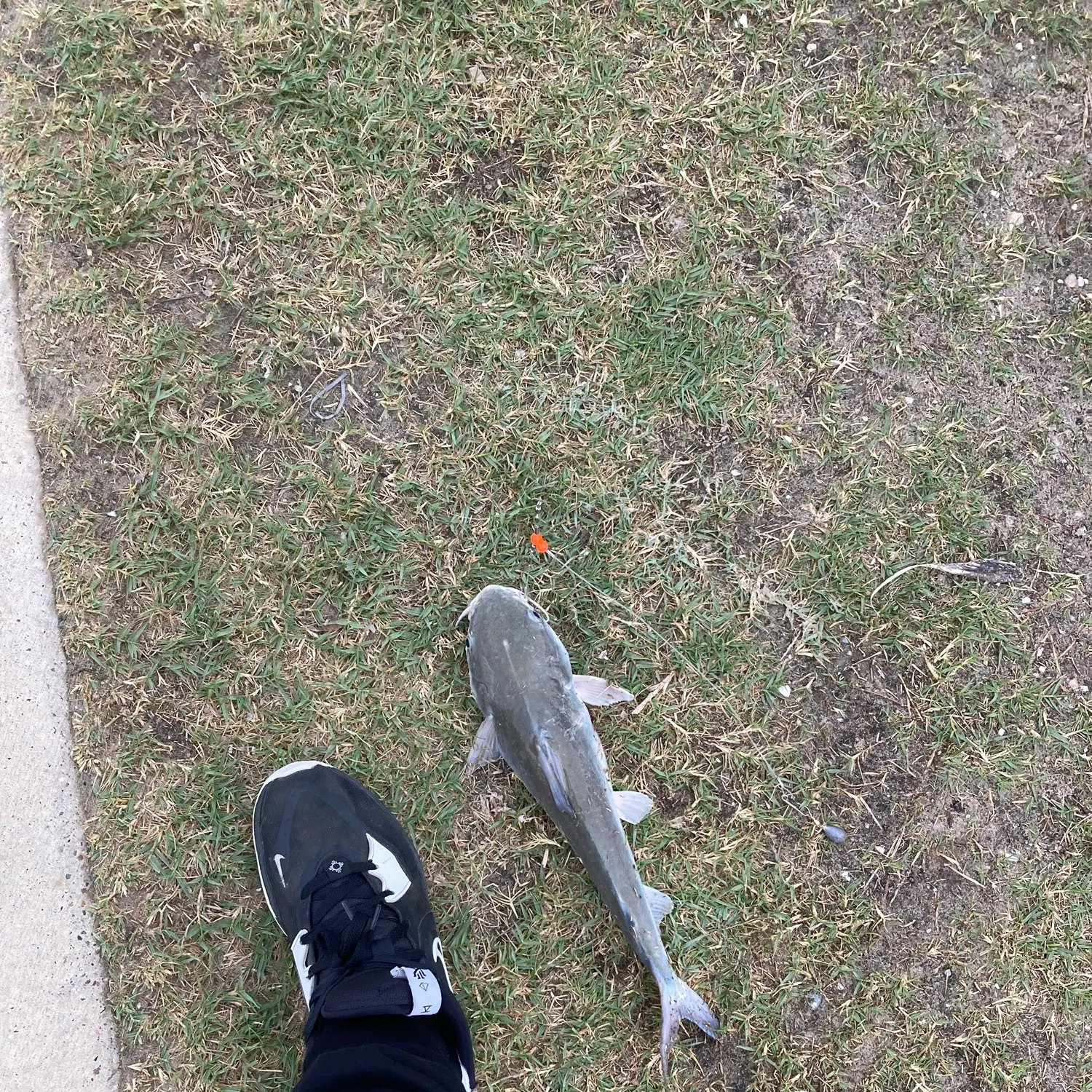 angler catch