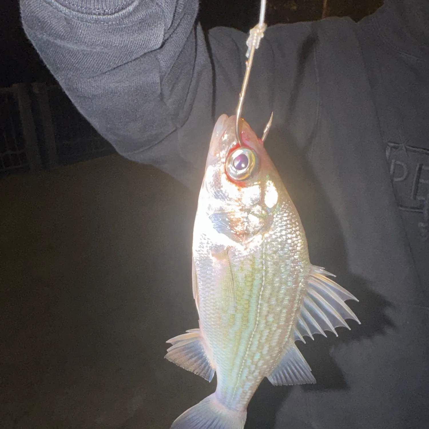 Freshwater drum caught on Fishbrain