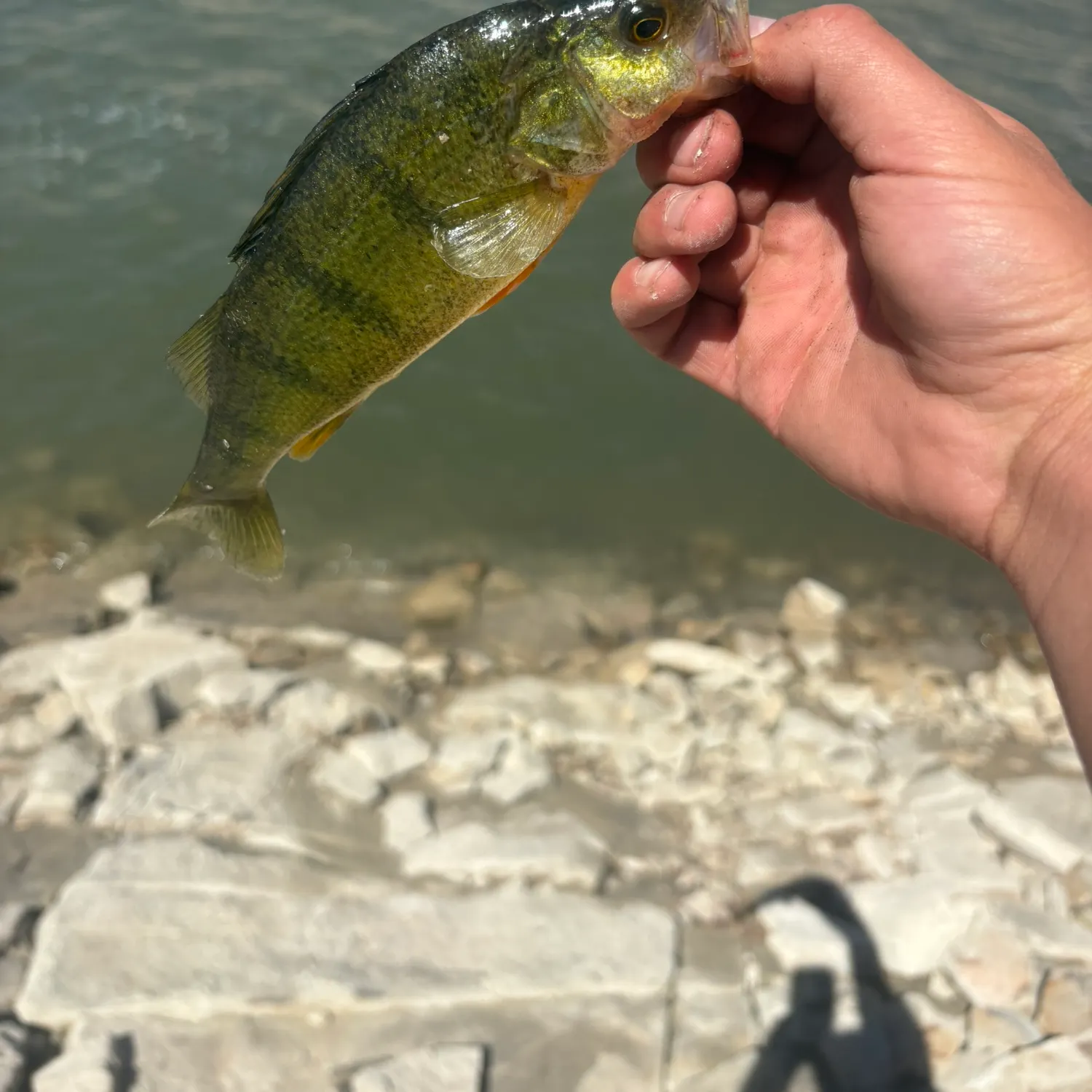 Yellow perch caught on Fishbrain