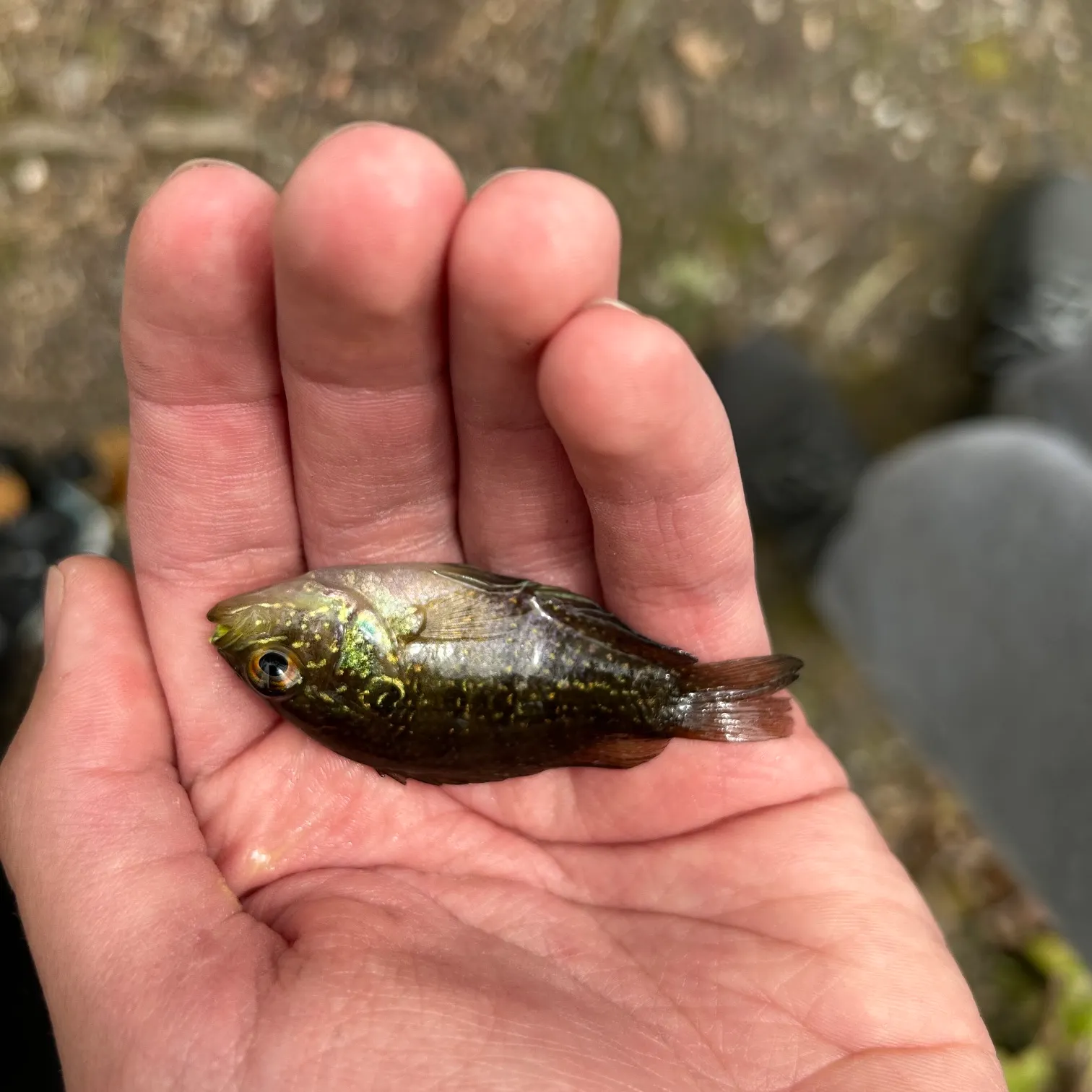 The most recent Banded sunfish catches on Fishbrain