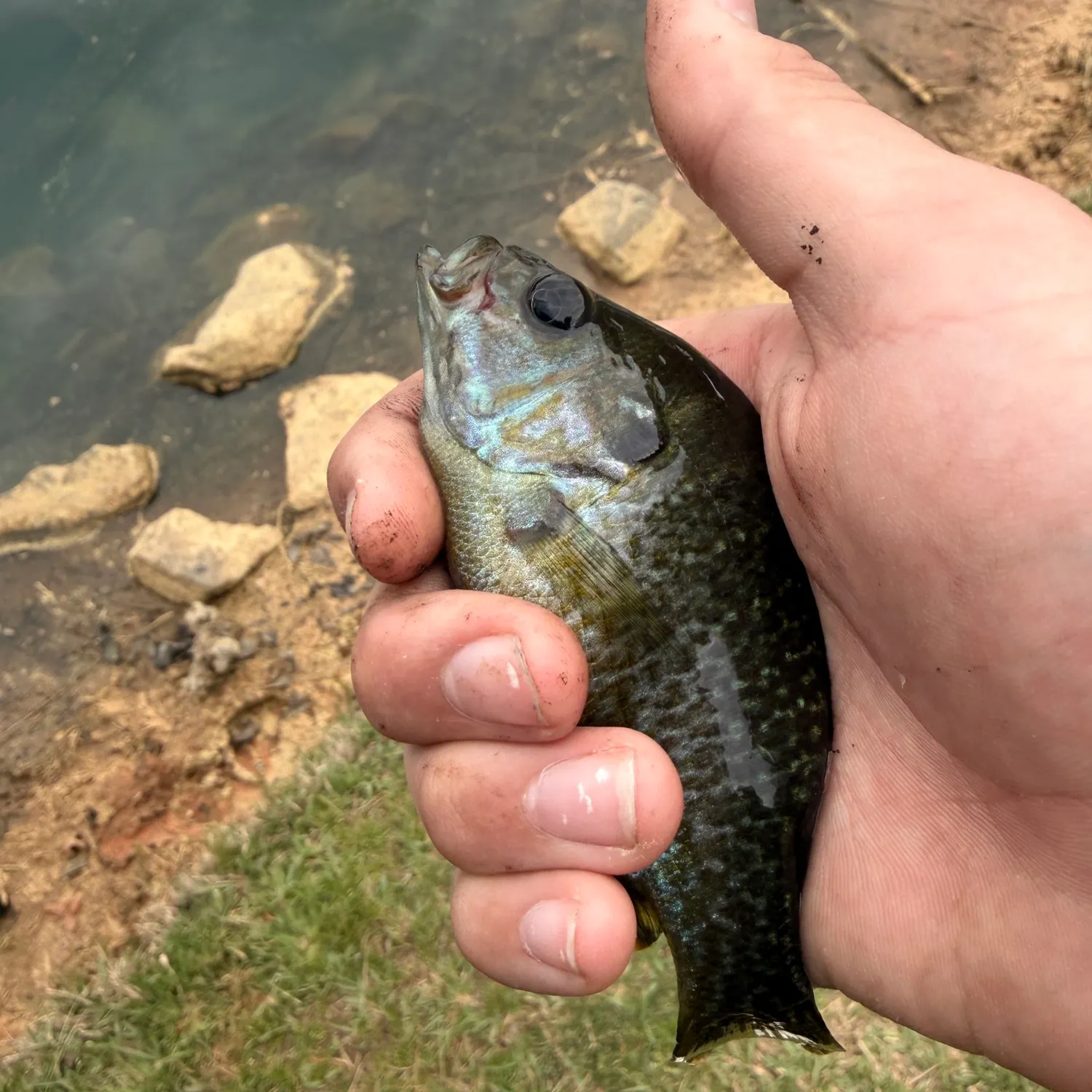 The most recent Greengill hybrid catches on Fishbrain