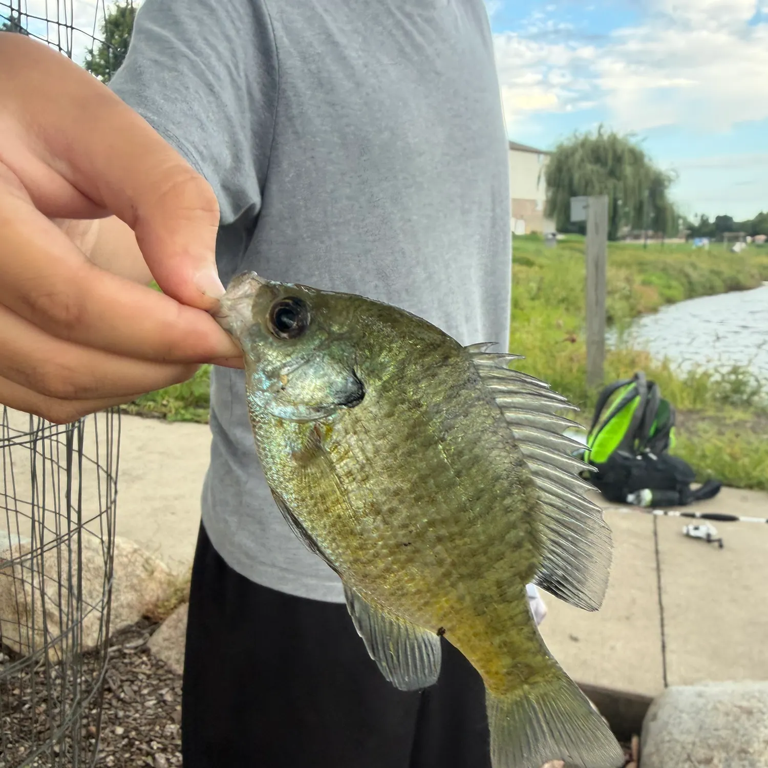 Bluegill caught on Fishbrain