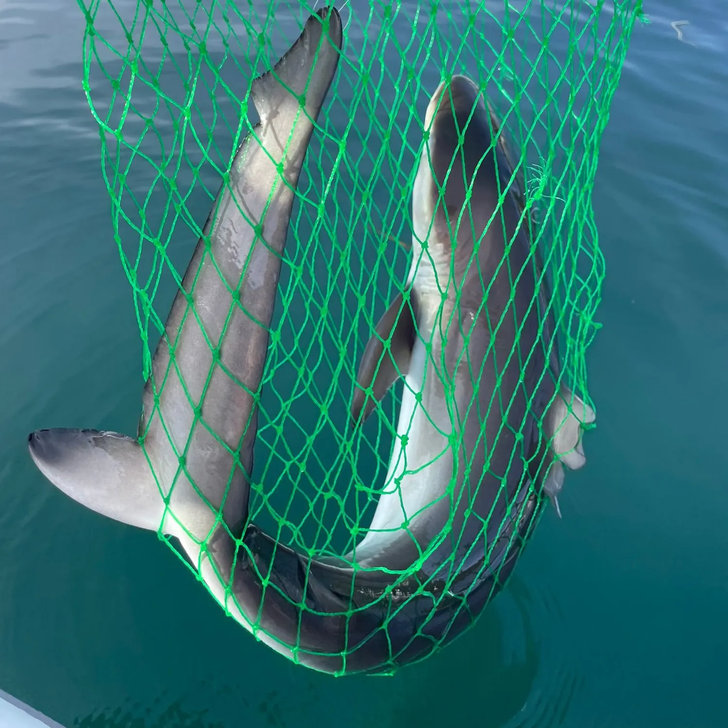 The most recent Copper shark catches on Fishbrain