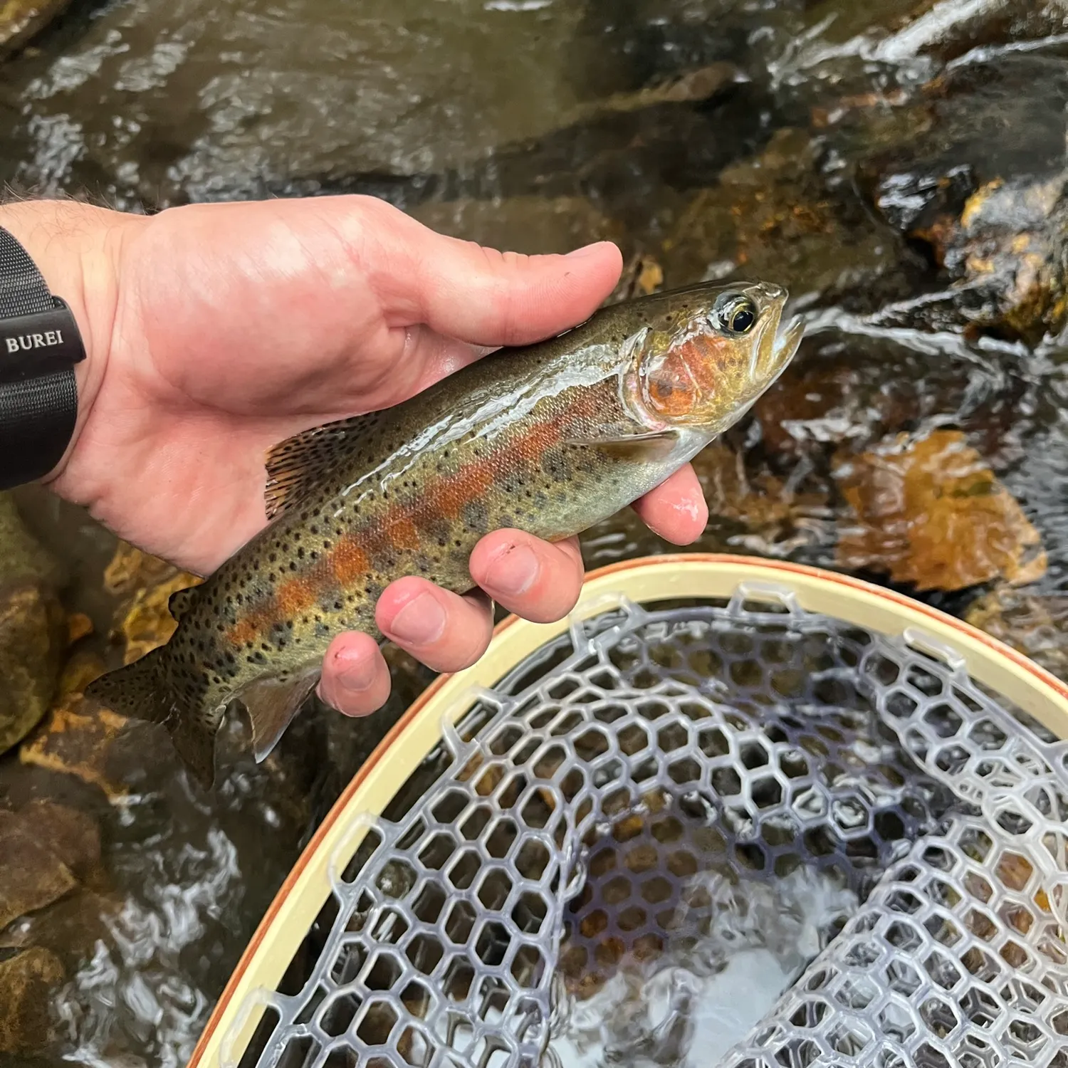 Rainbow trout caught on Fishbrain