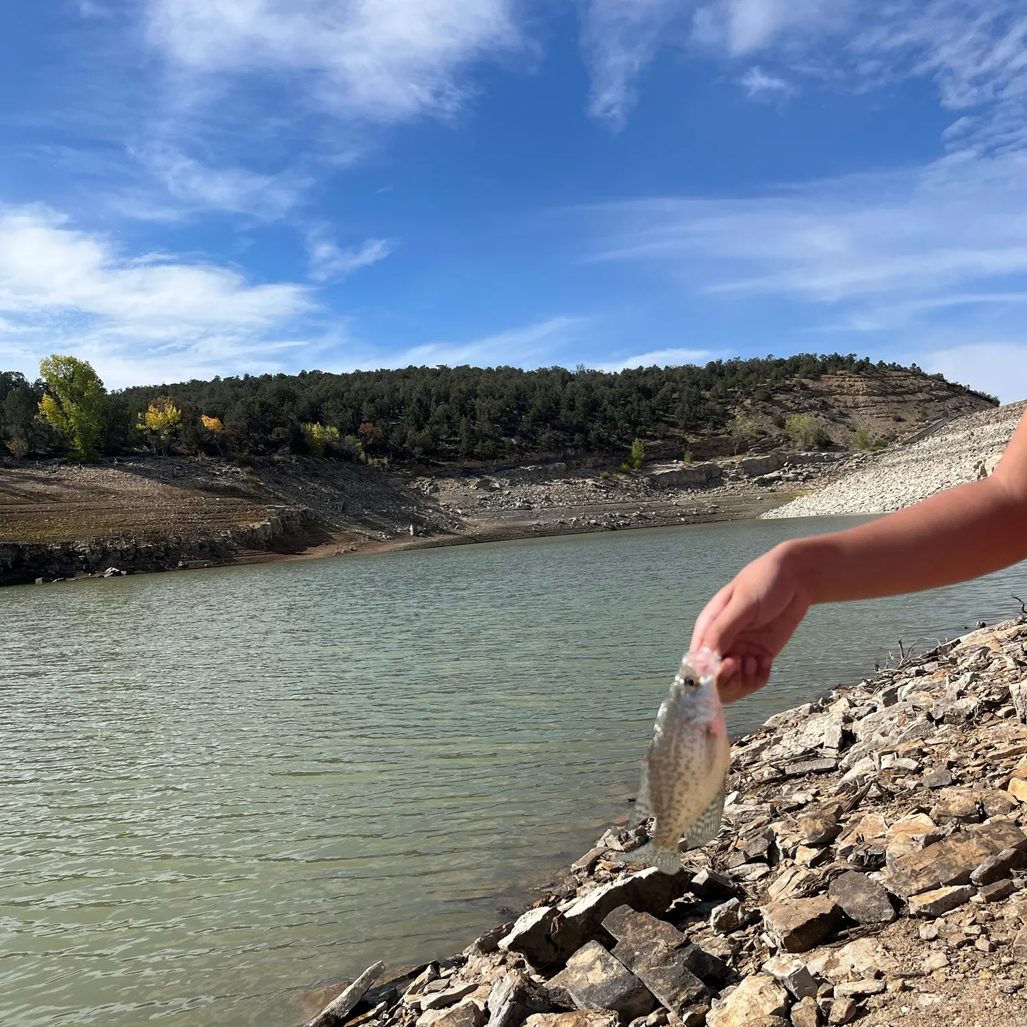 Black crappie caught on Fishbrain