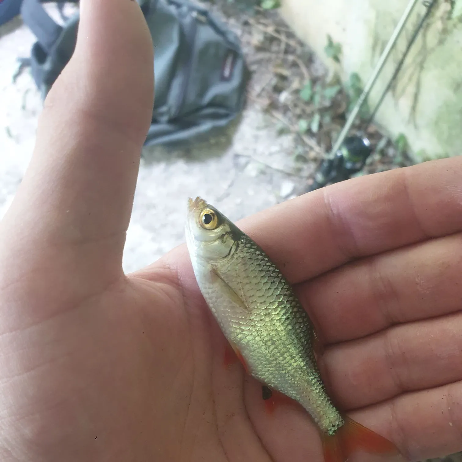 Common roach caught on Fishbrain