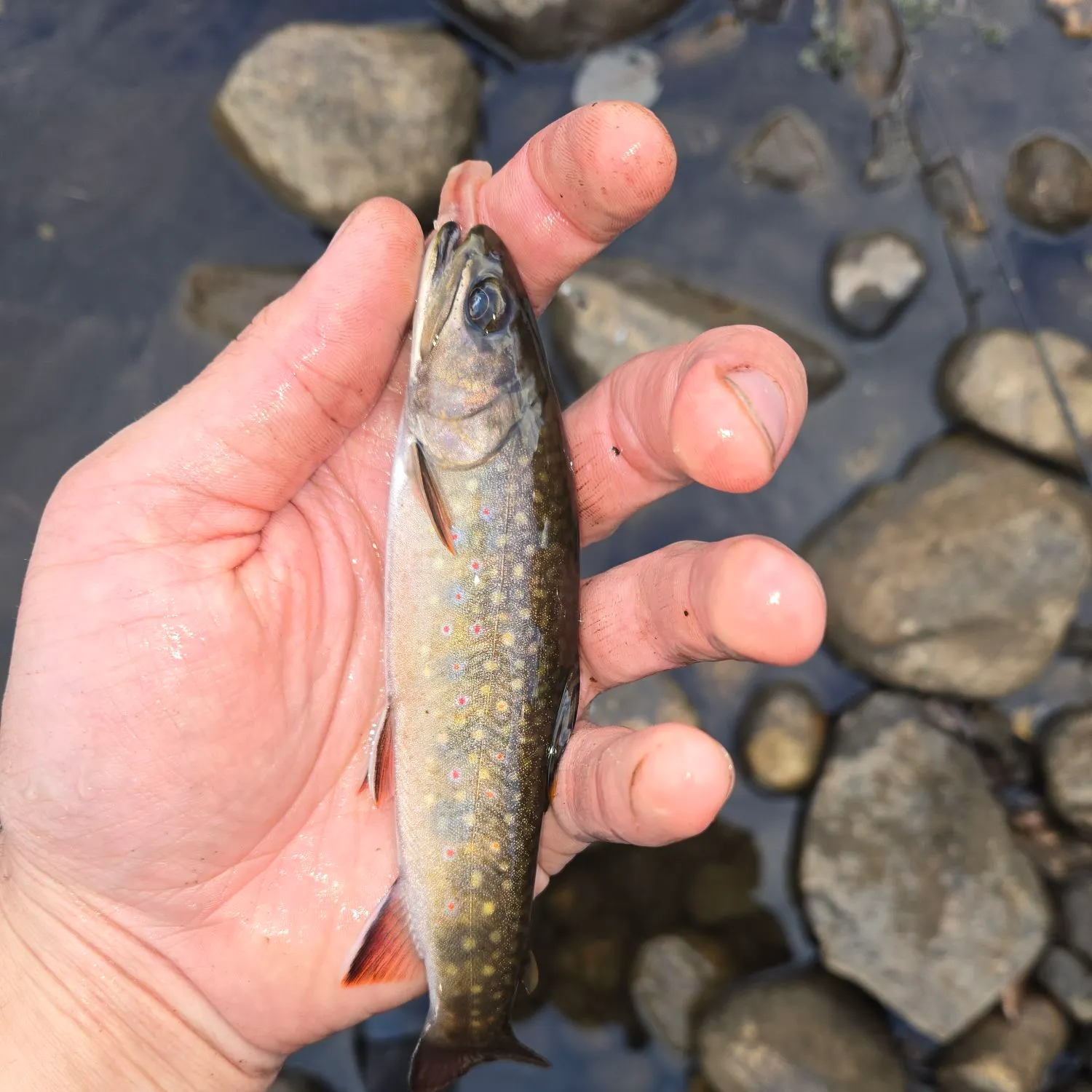 Brook trout caught on Fishbrain