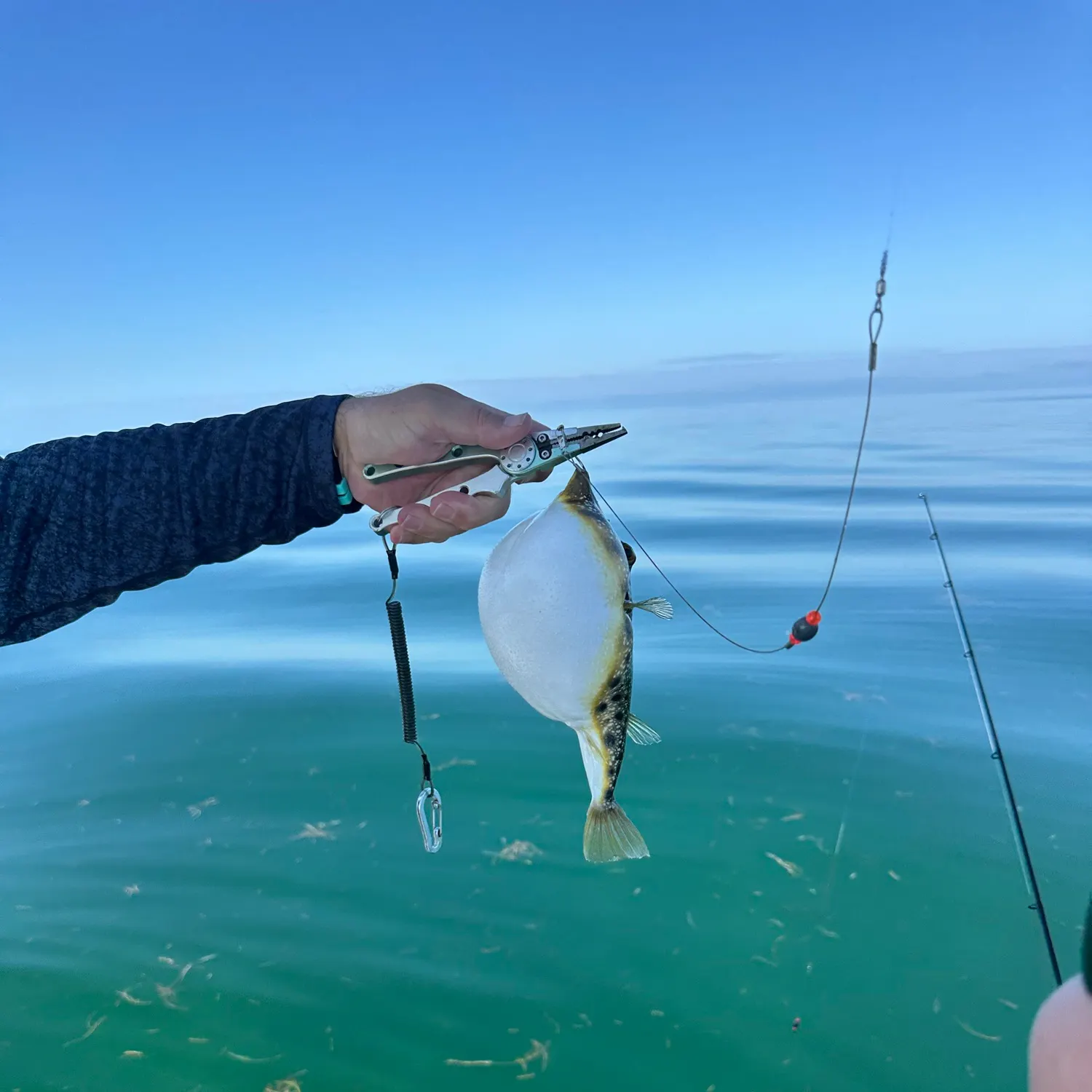 The most recent Southern puffer catches on Fishbrain