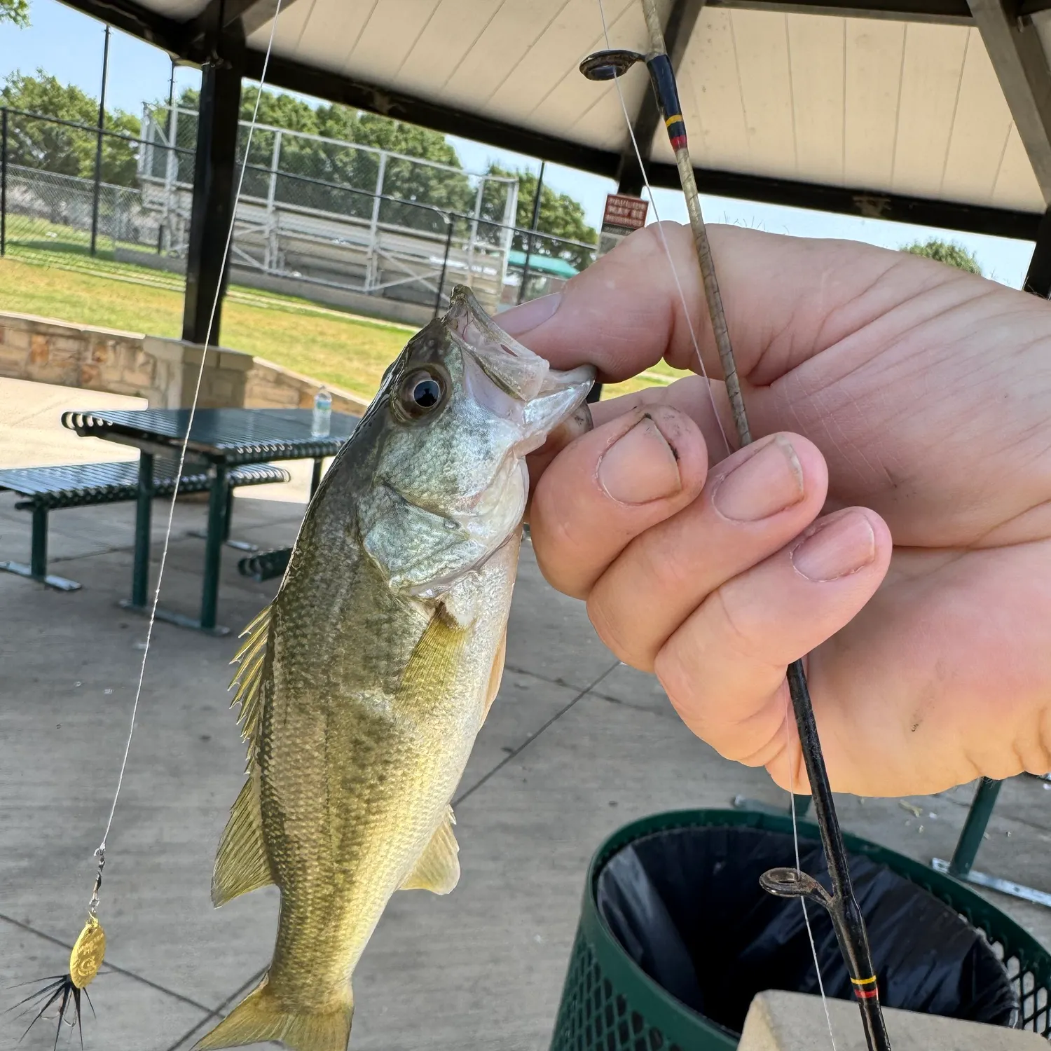 Largemouth bass caught on Fishbrain