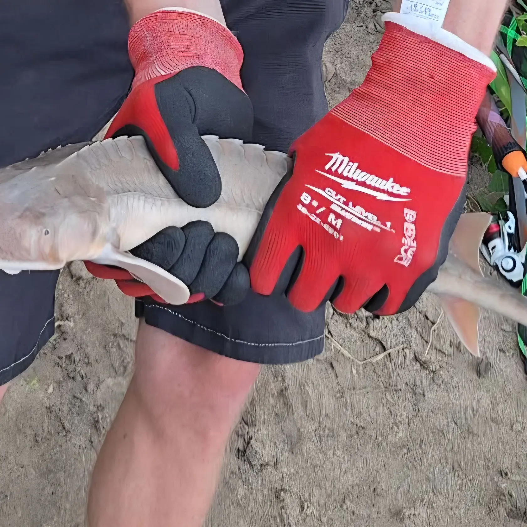 The most recent Pallid sturgeon catches on Fishbrain