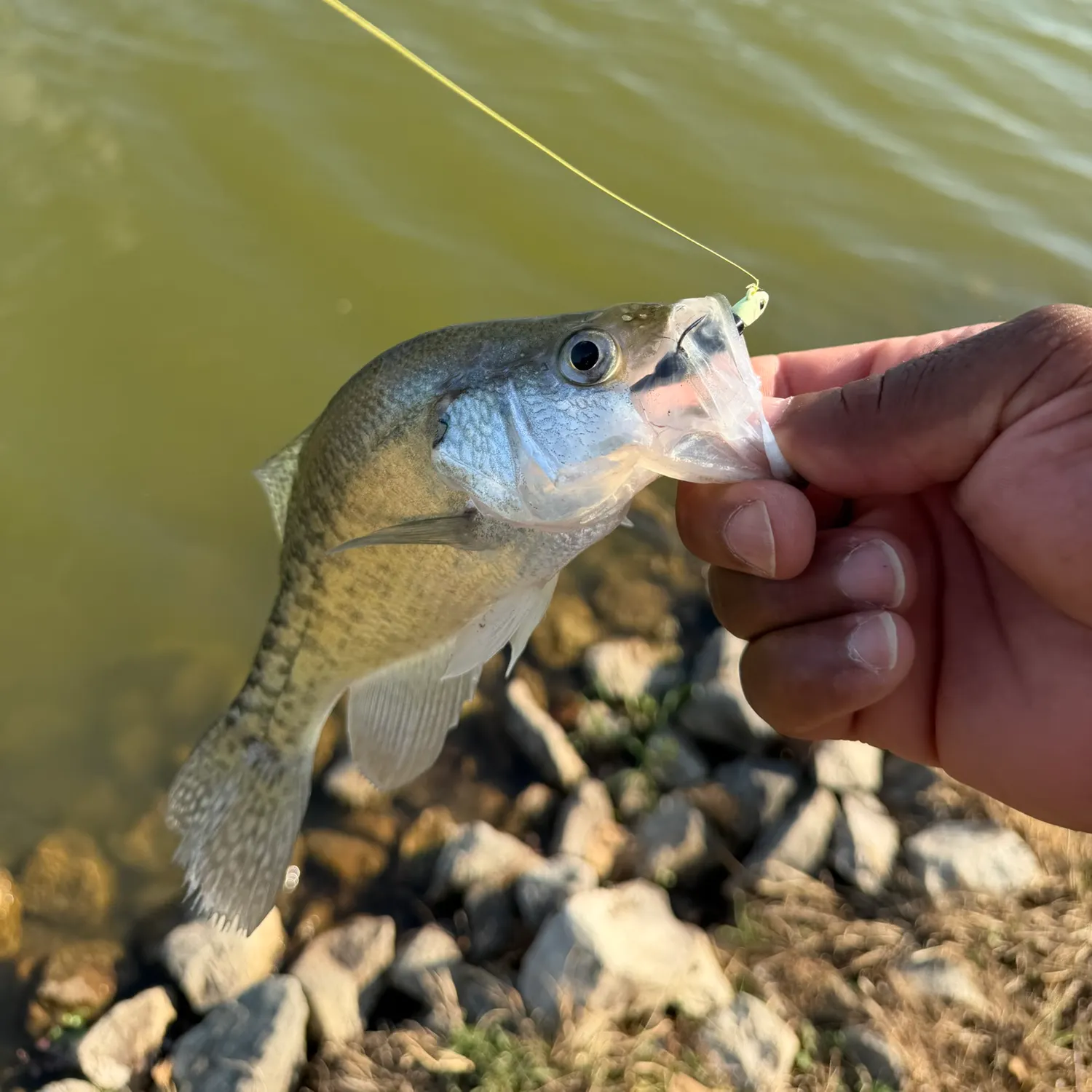White crappie caught on Fishbrain