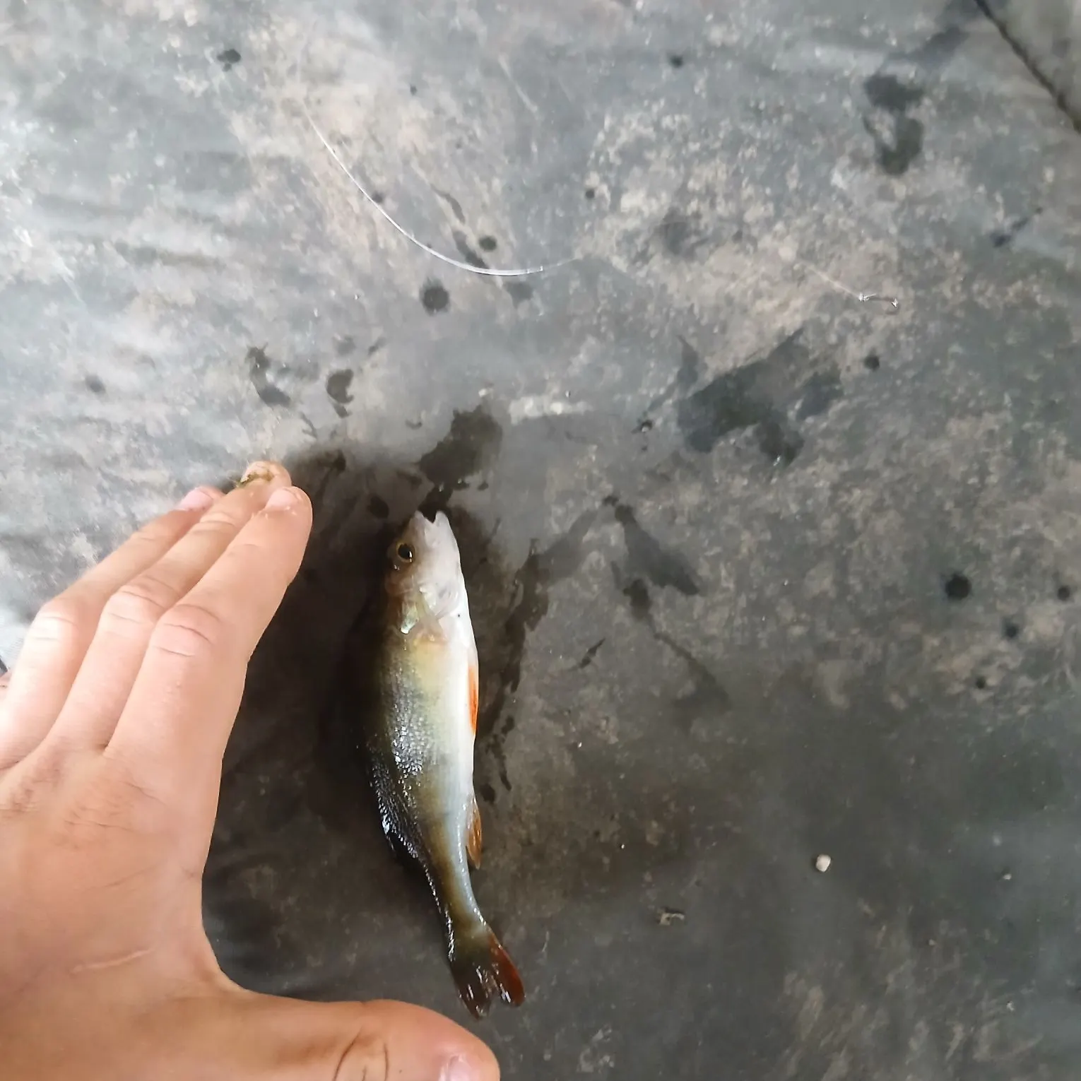 European perch caught on Fishbrain