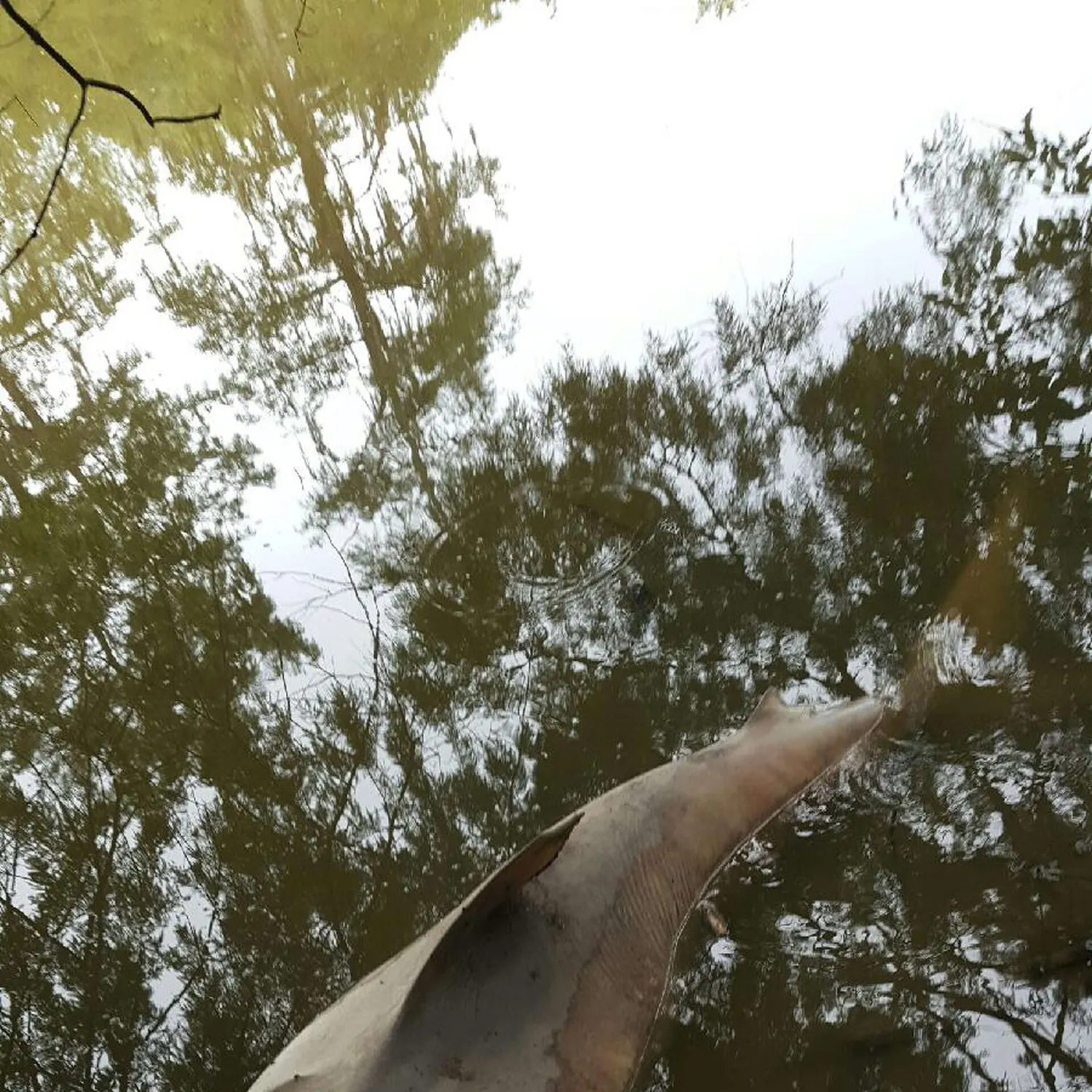 Fish caught on Fishbrain