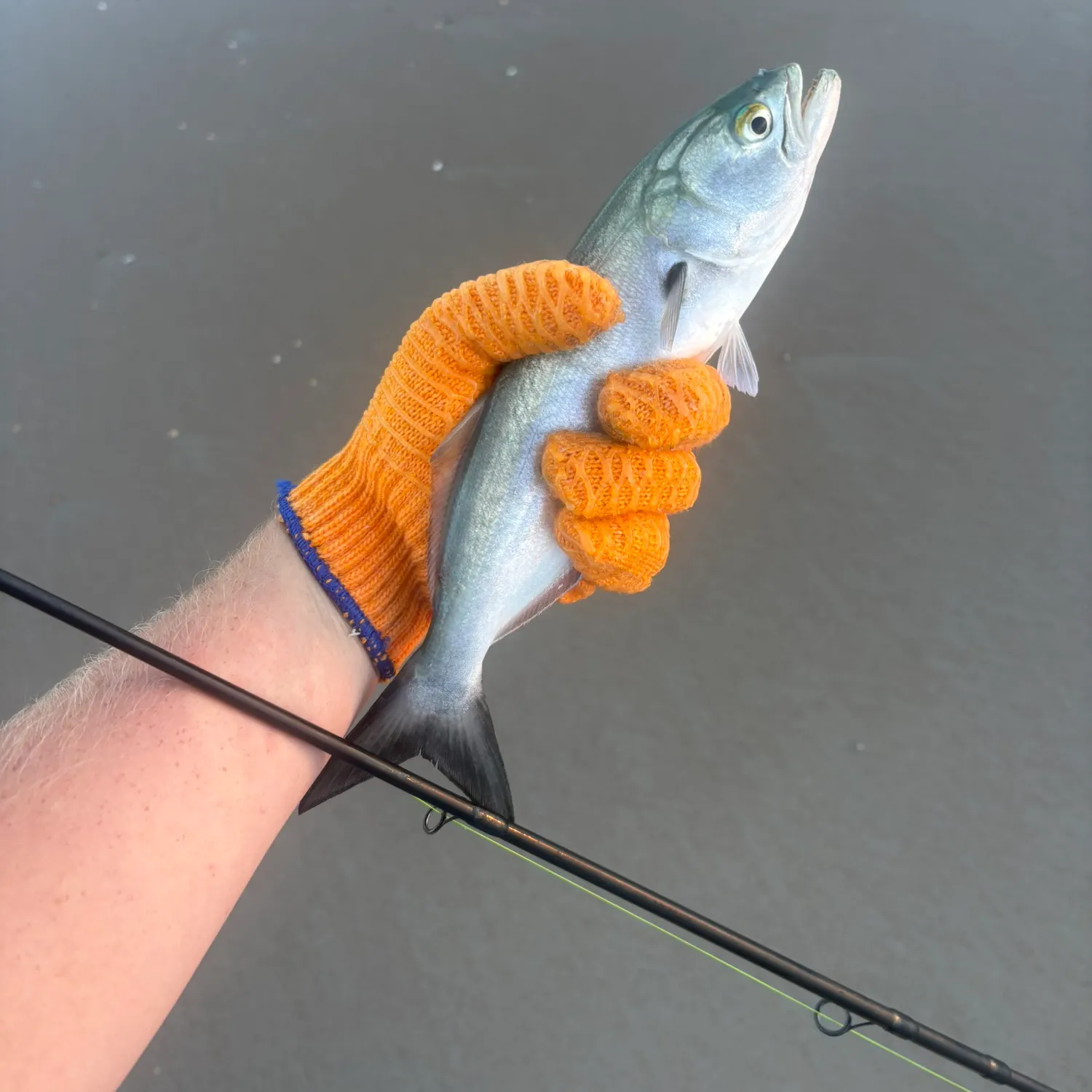 Bluefish caught on Fishbrain