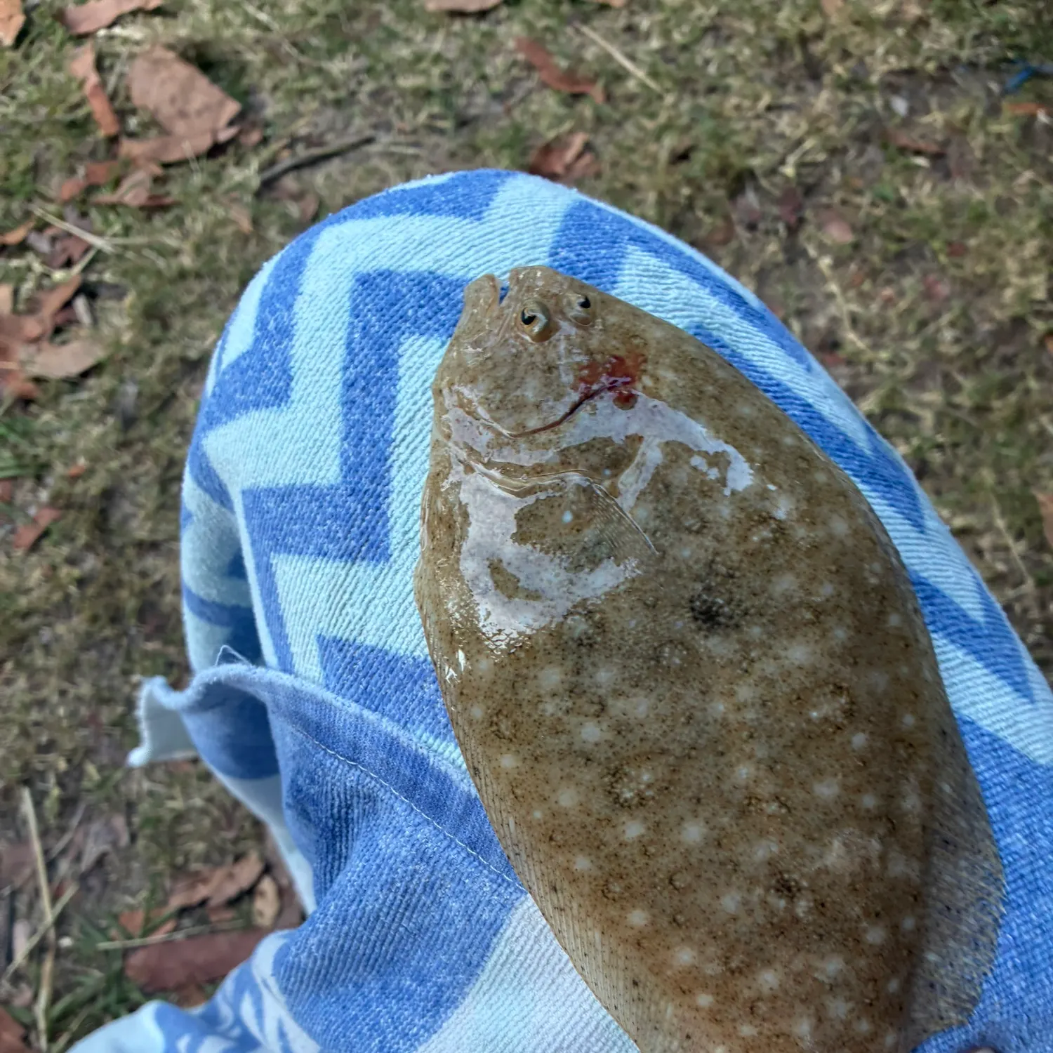 The most recent Stone Flounder catches on Fishbrain