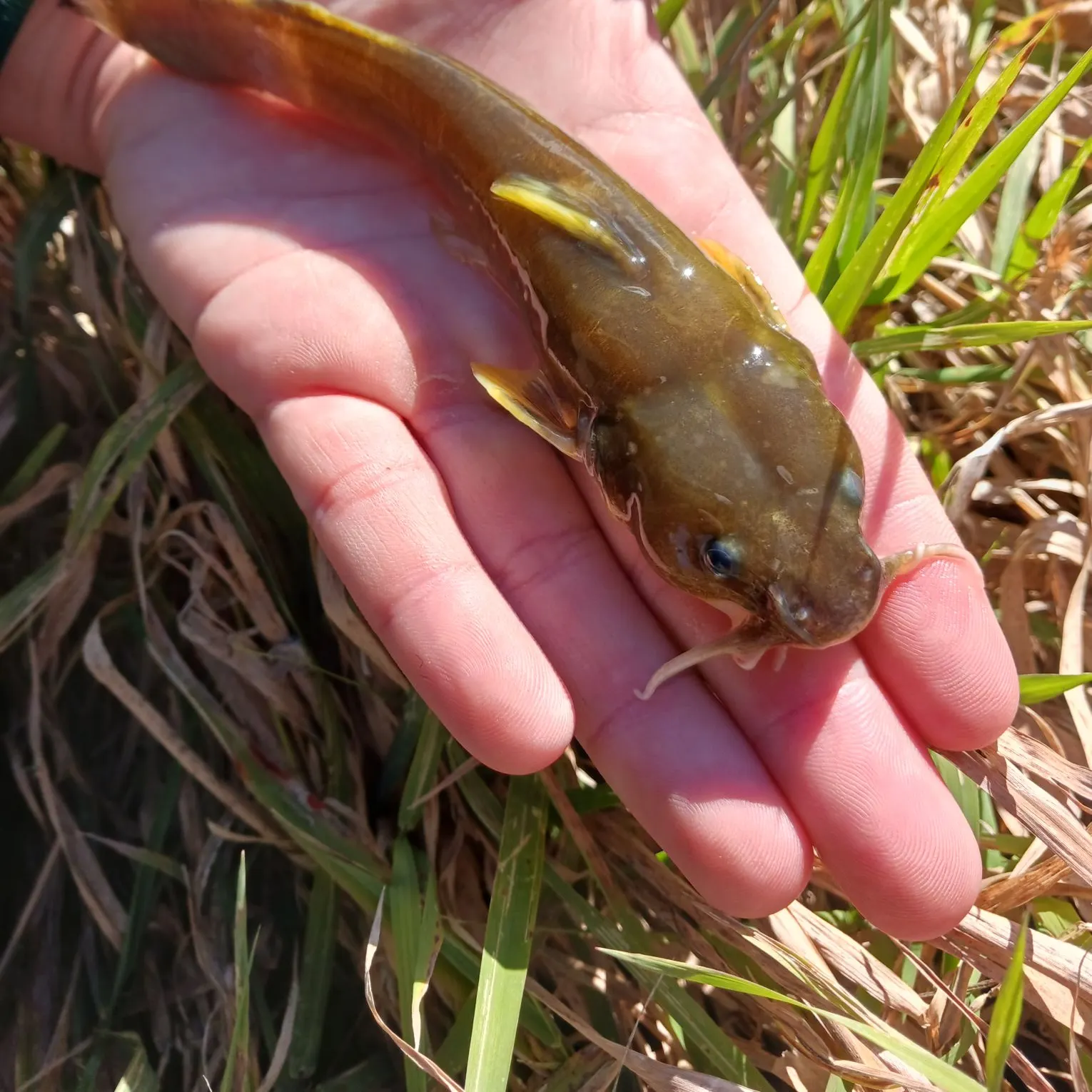 The most recent Northern madtom catches on Fishbrain