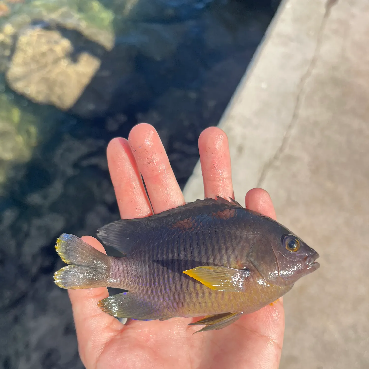 The most recent Cocoa damselfish catches on Fishbrain