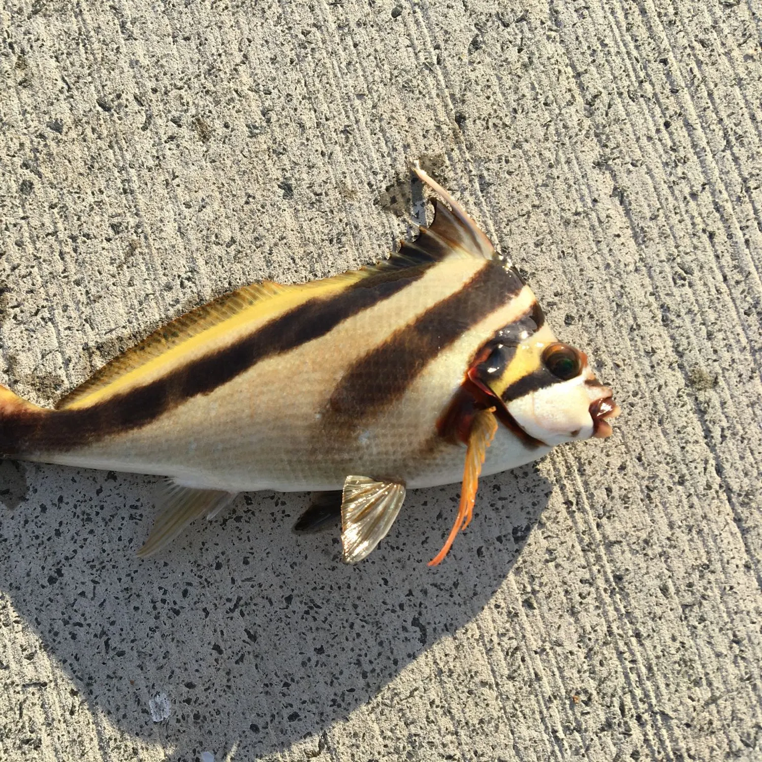 most liked catch image