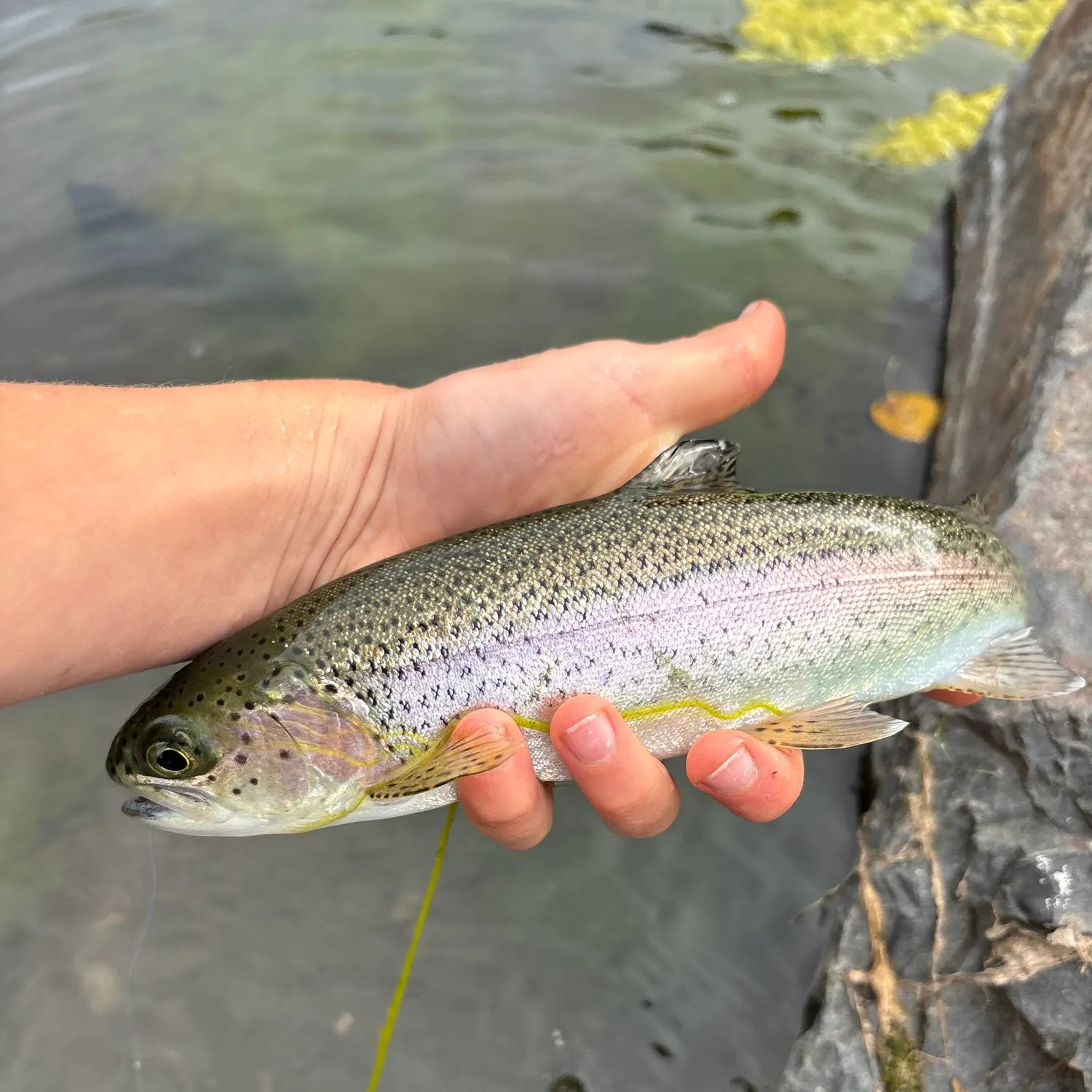 Rainbow trout caught on Fishbrain