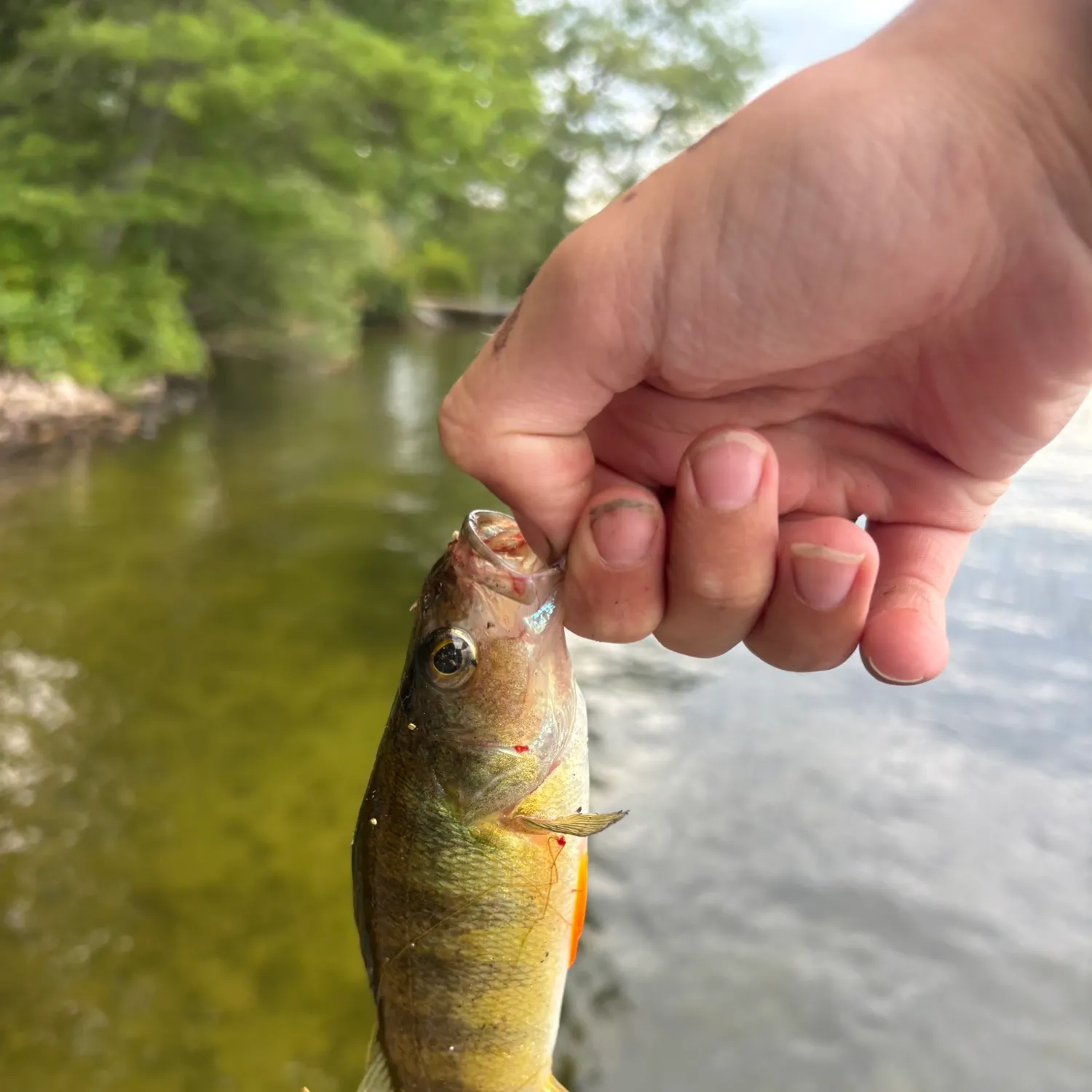 Yellow perch caught on Fishbrain