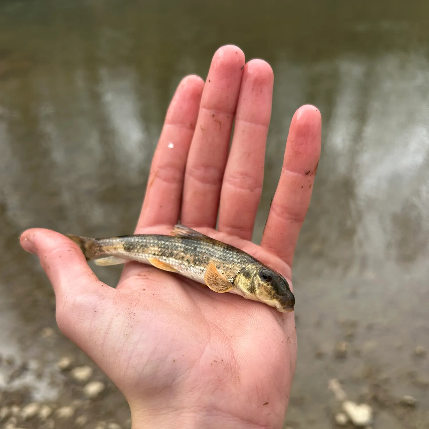 The most recent Northern hogsucker catches on Fishbrain