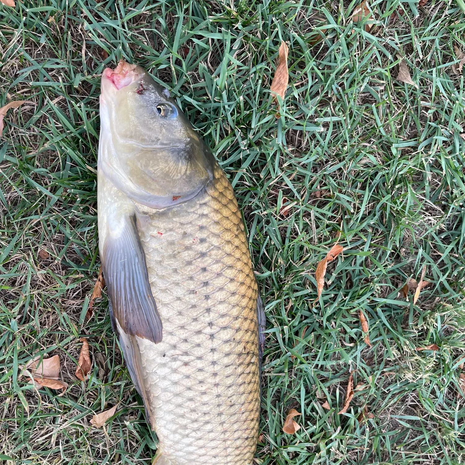 Common carp caught on Fishbrain